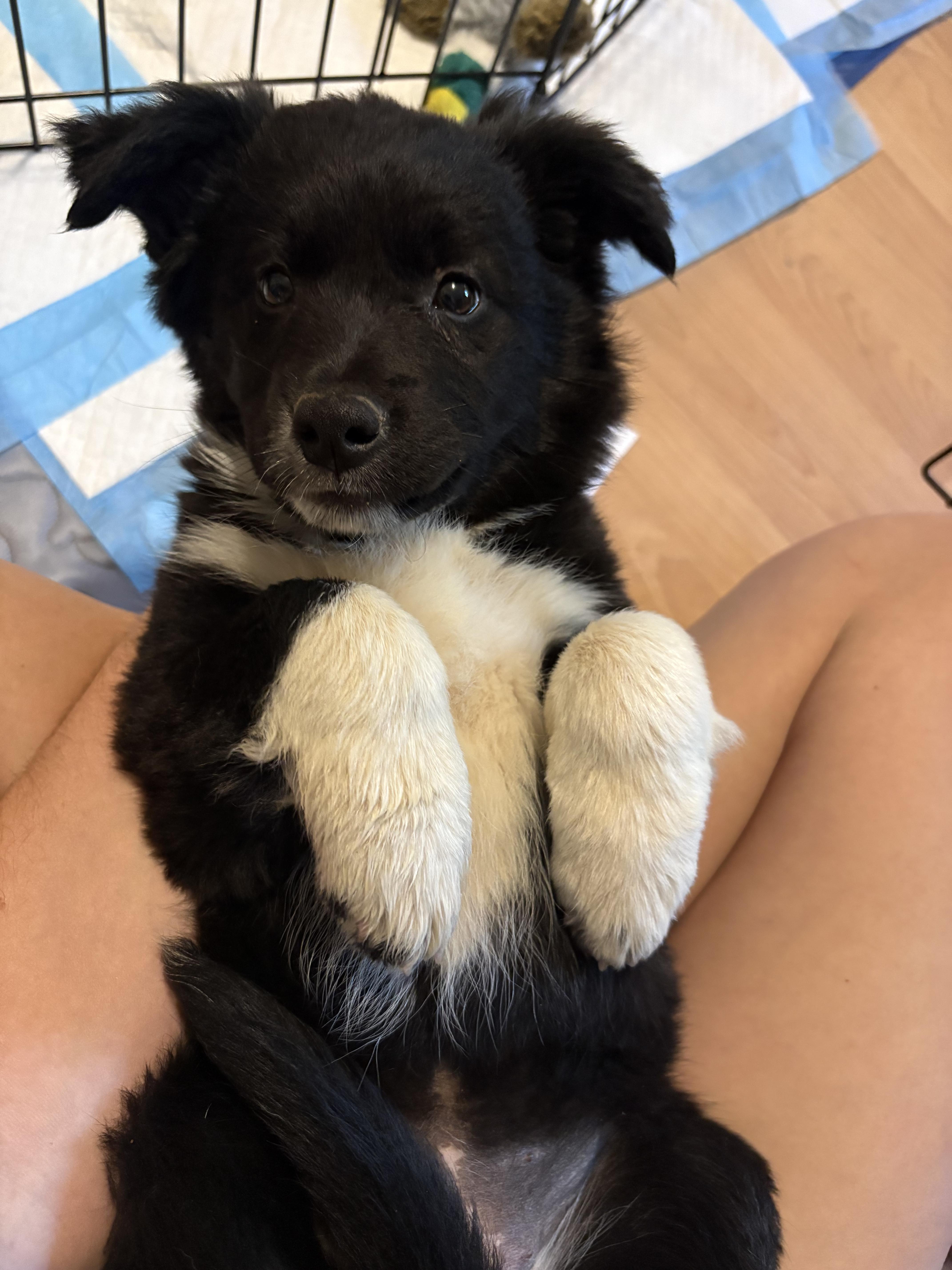 Enlarge Millie, a ADOPTABLE mixed breed in Sierra Vista, AZ image 1/3
