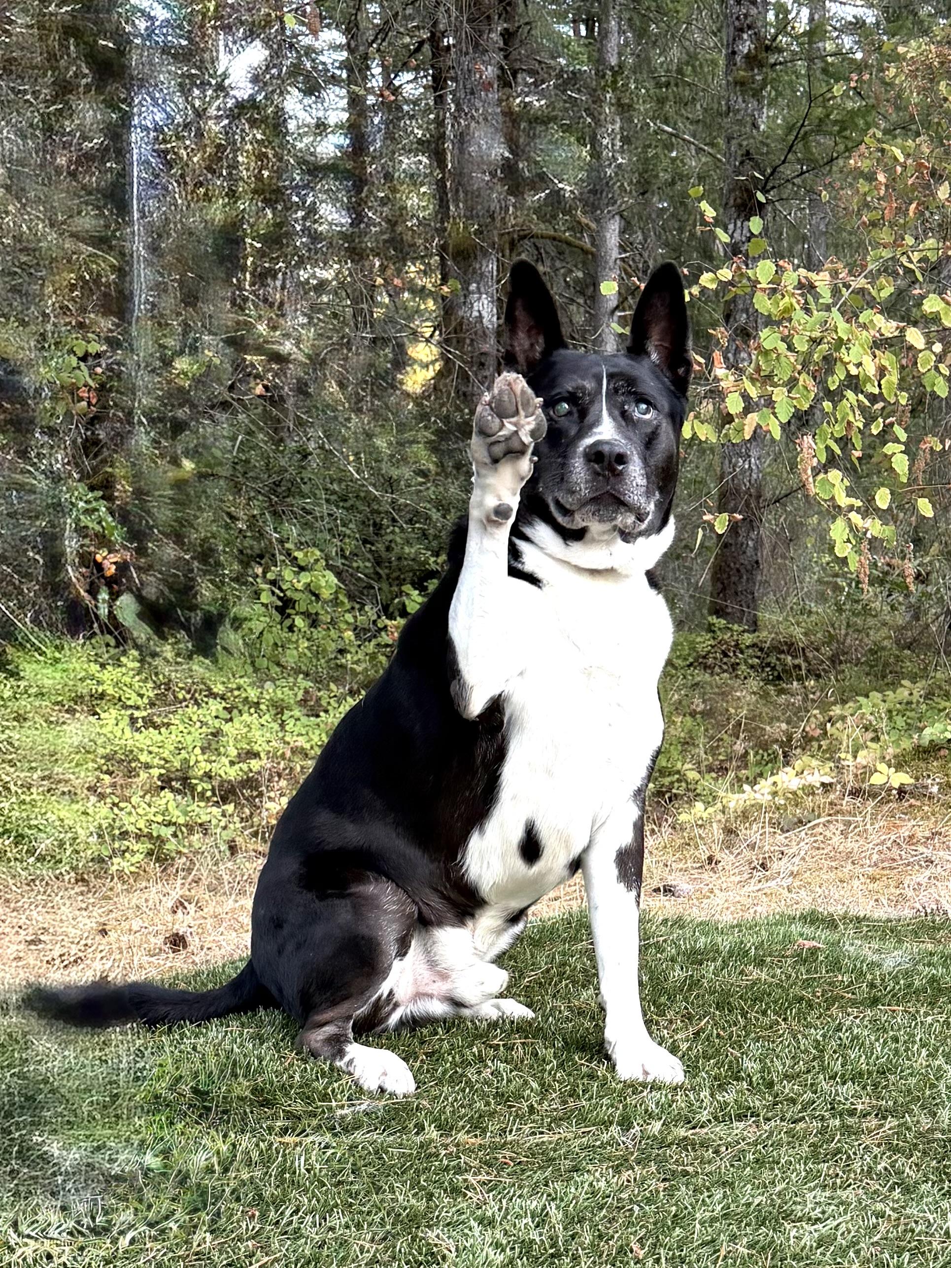 CESAR, Adoptable, Senior Male Akita & Australian Kelpie.