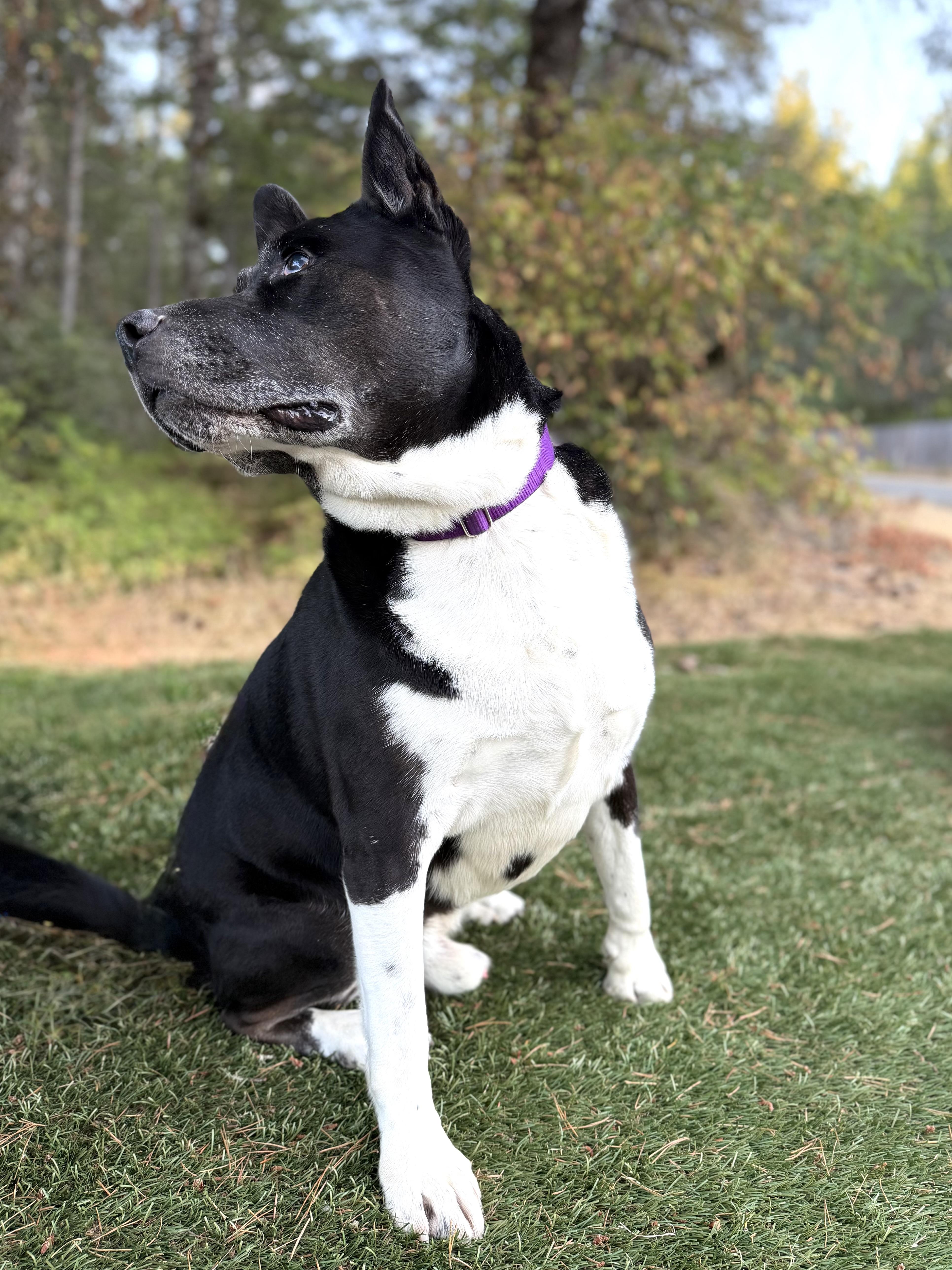 Enlarge CESAR, a Adoptable mixed breed in Shelton, WA image 4/6