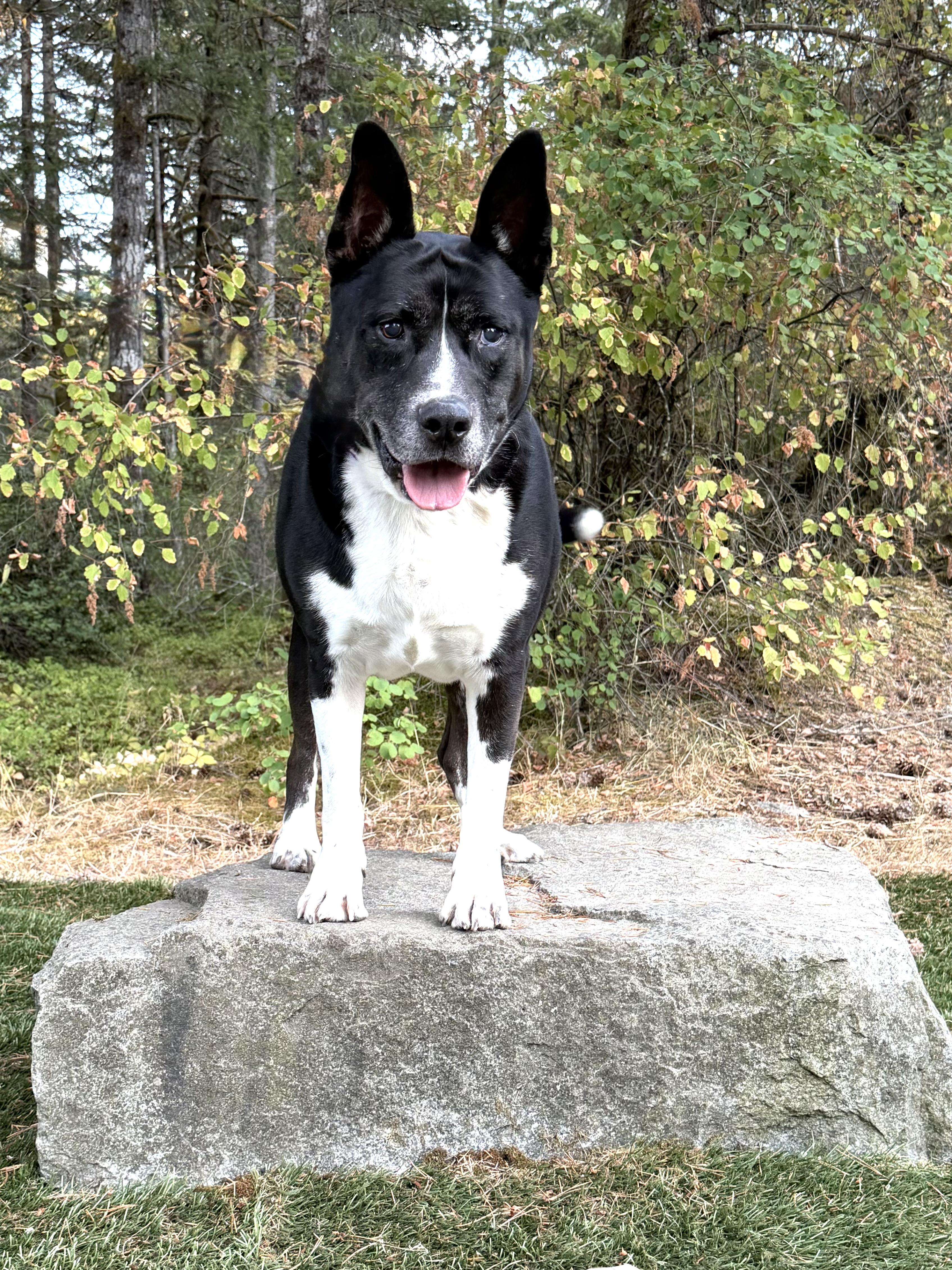 Enlarge CESAR, a Adoptable mixed breed in Shelton, WA image 3/6