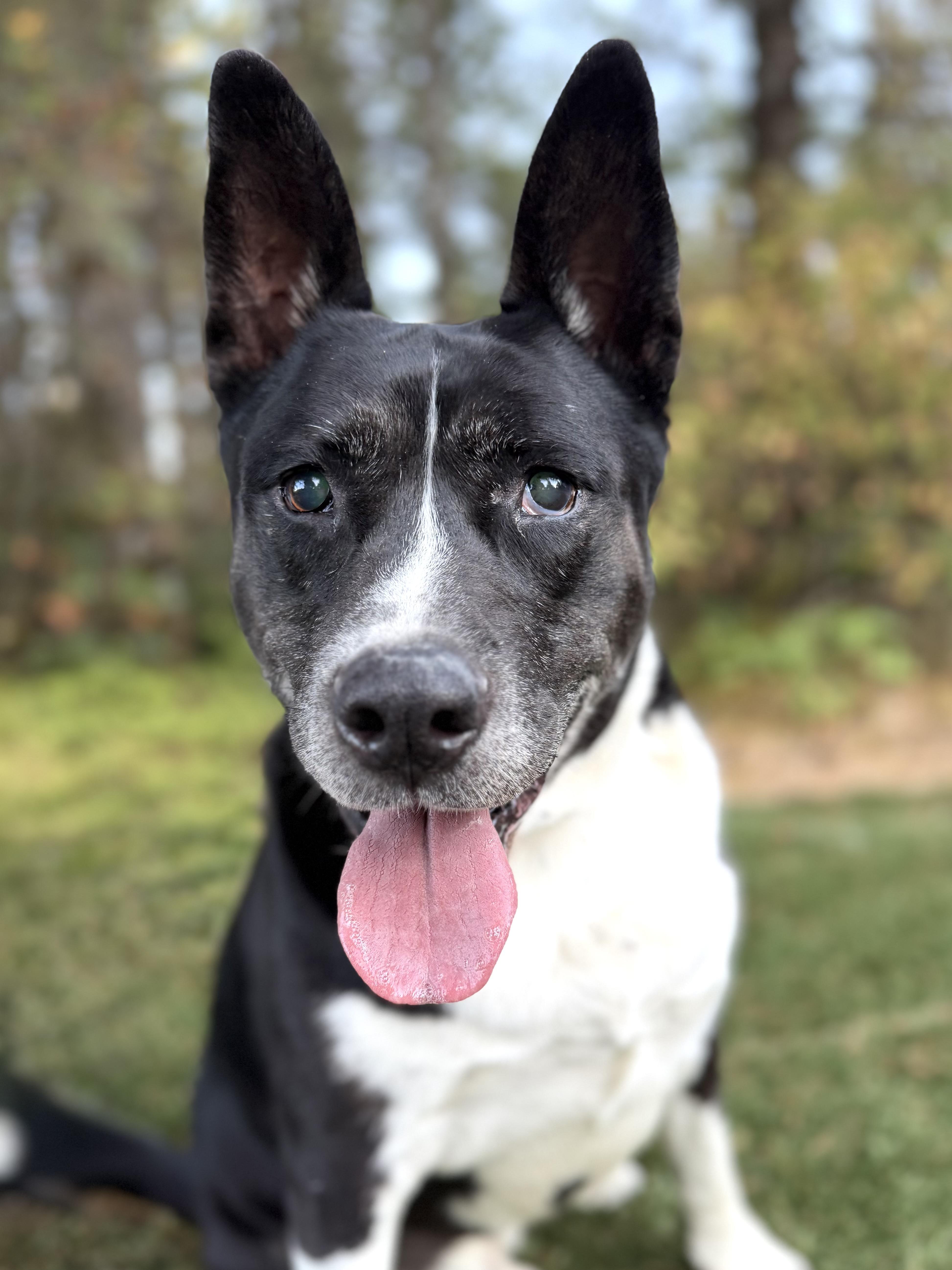 Enlarge CESAR, a Adoptable mixed breed in Shelton, WA image 2/6