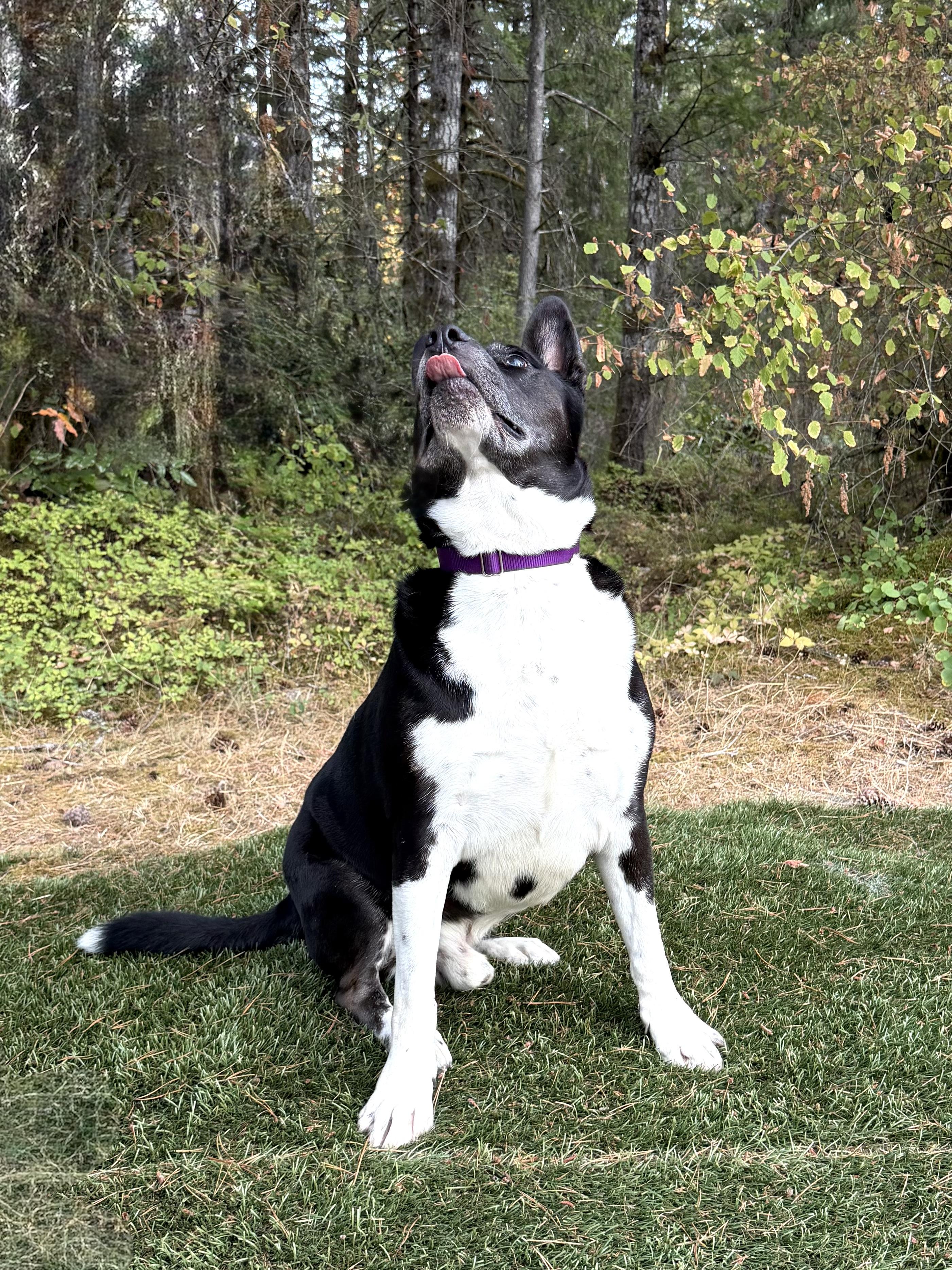 Enlarge CESAR, a Adoptable mixed breed in Shelton, WA image 5/6