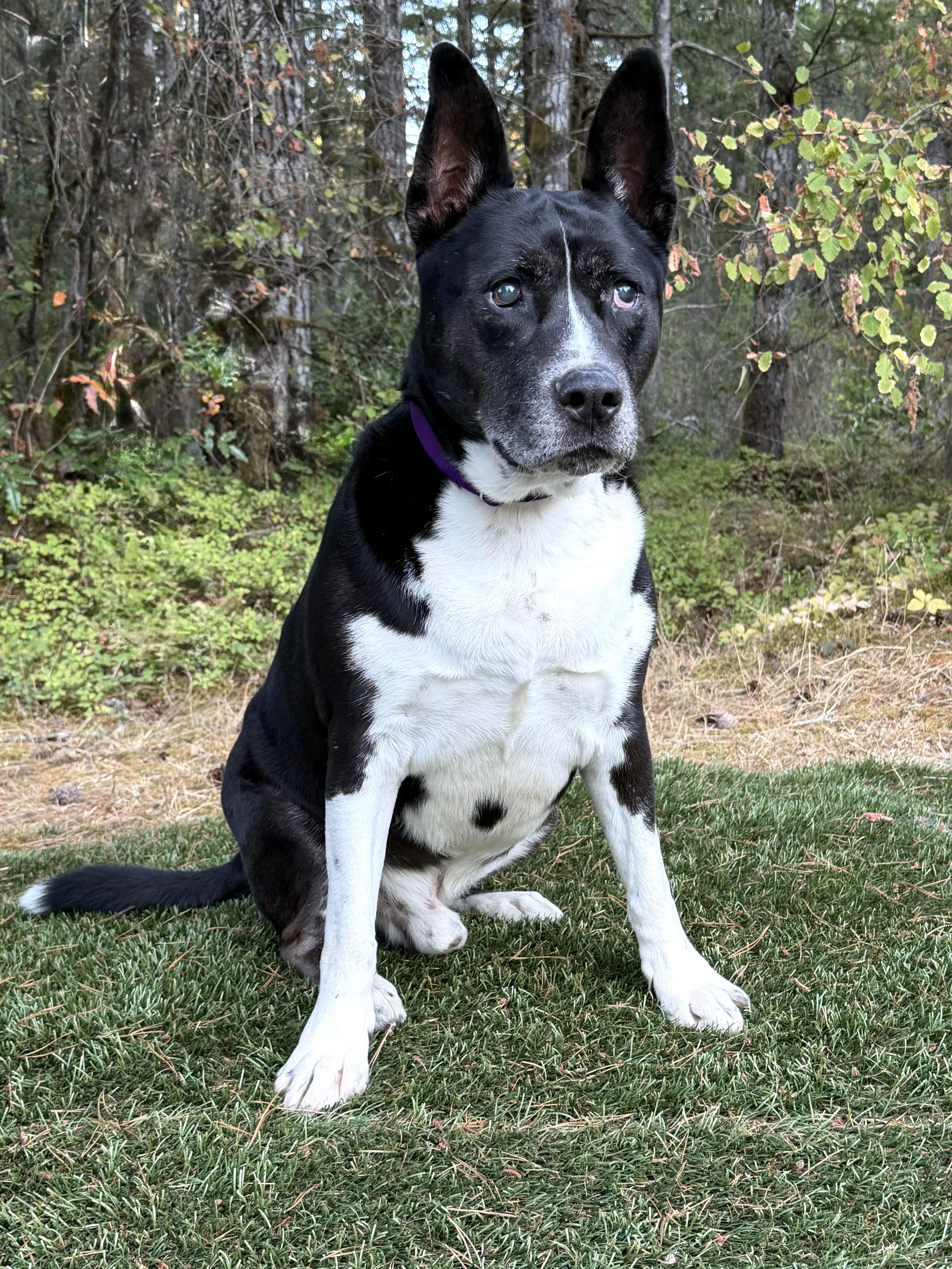 Enlarge CESAR, a Adoptable mixed breed in Shelton, WA image 6/6