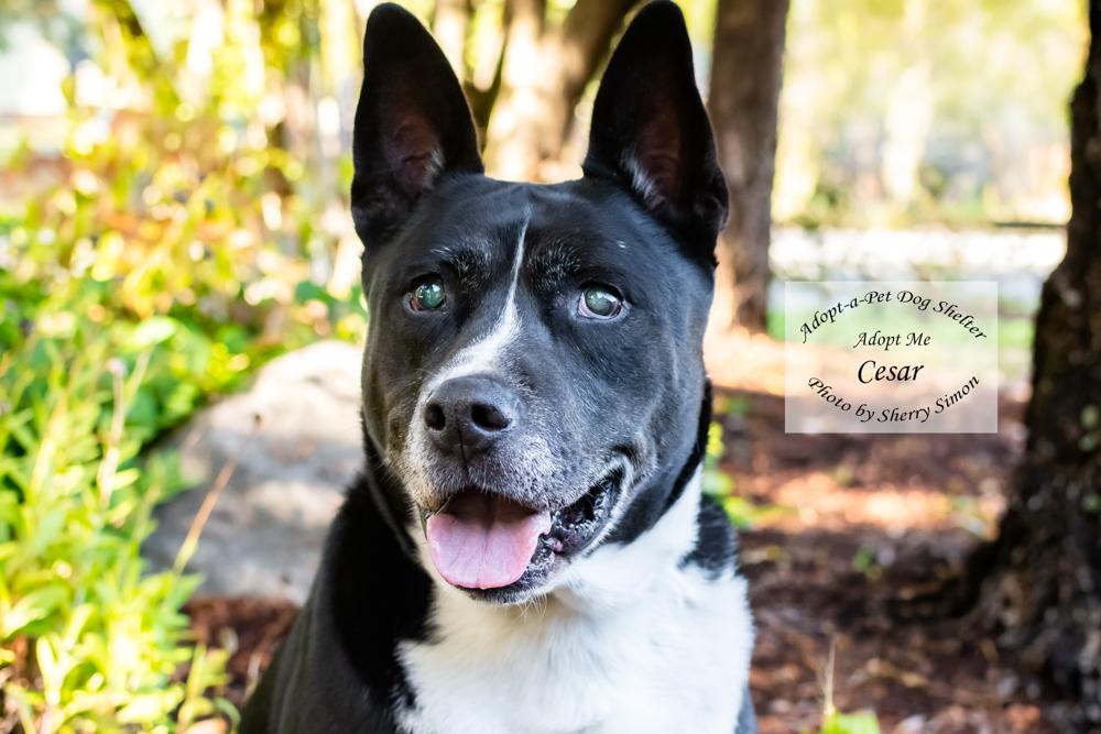 Enlarge CESAR, a Adoptable mixed breed in Shelton, WA image 1/6