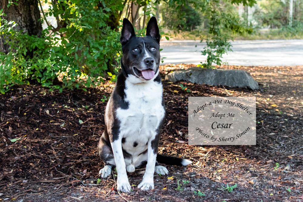 Enlarge CESAR, a Adoptable mixed breed in Shelton, WA image 4/6