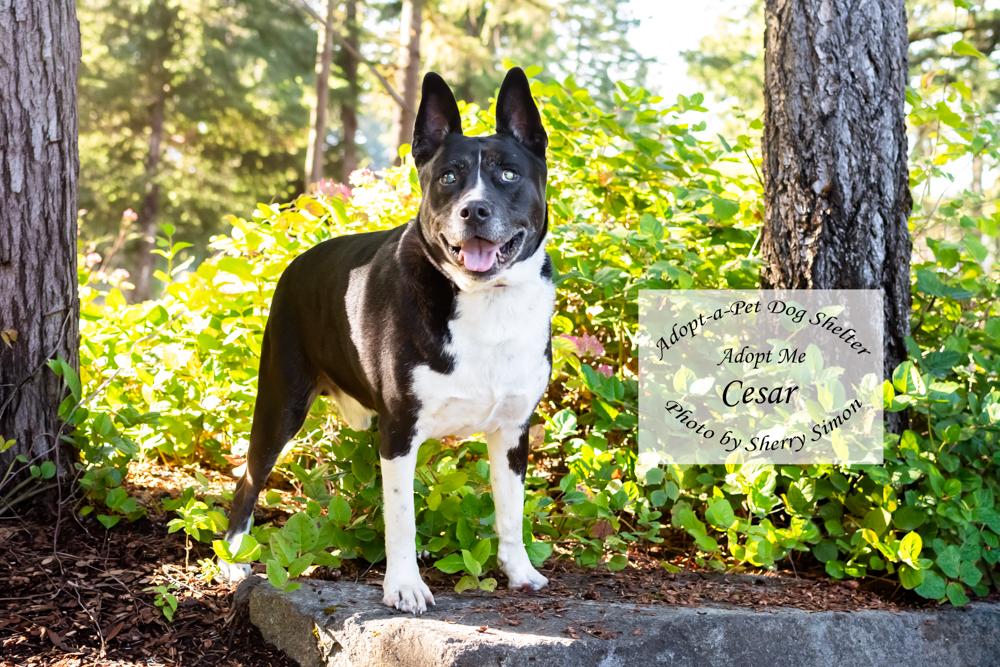 Enlarge CESAR, a Adoptable mixed breed in Shelton, WA image 6/6