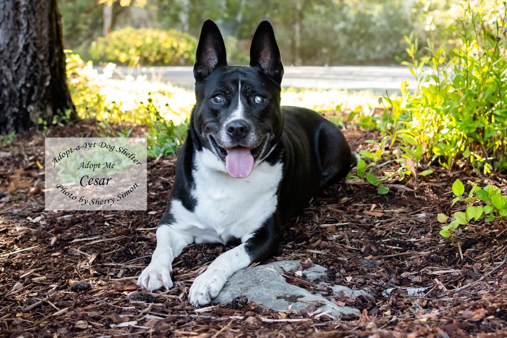 Enlarge CESAR, a Adoptable mixed breed in Shelton, WA image 5/6