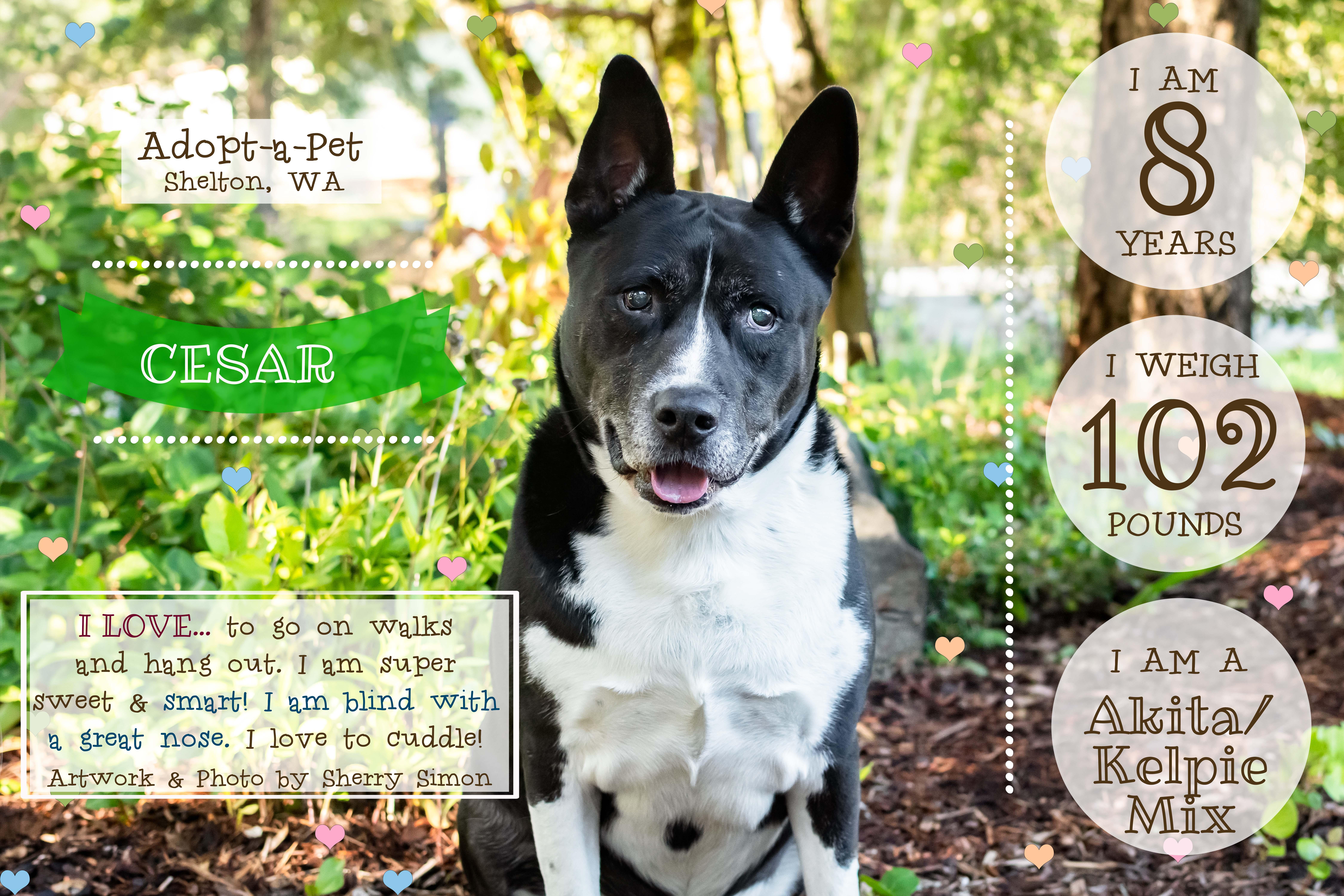 Enlarge CESAR, a Adoptable mixed breed in Shelton, WA image 2/6