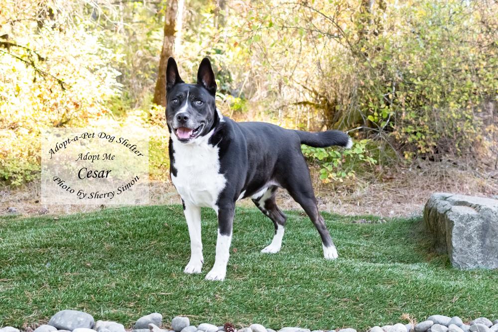 Enlarge CESAR, a Adoptable mixed breed in Shelton, WA image 3/6