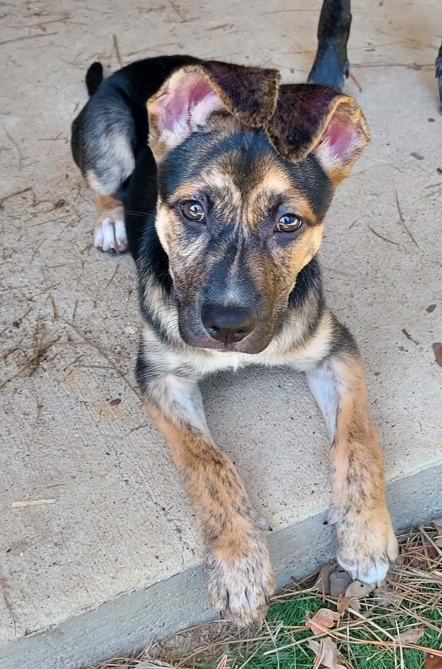 Piper photo 2