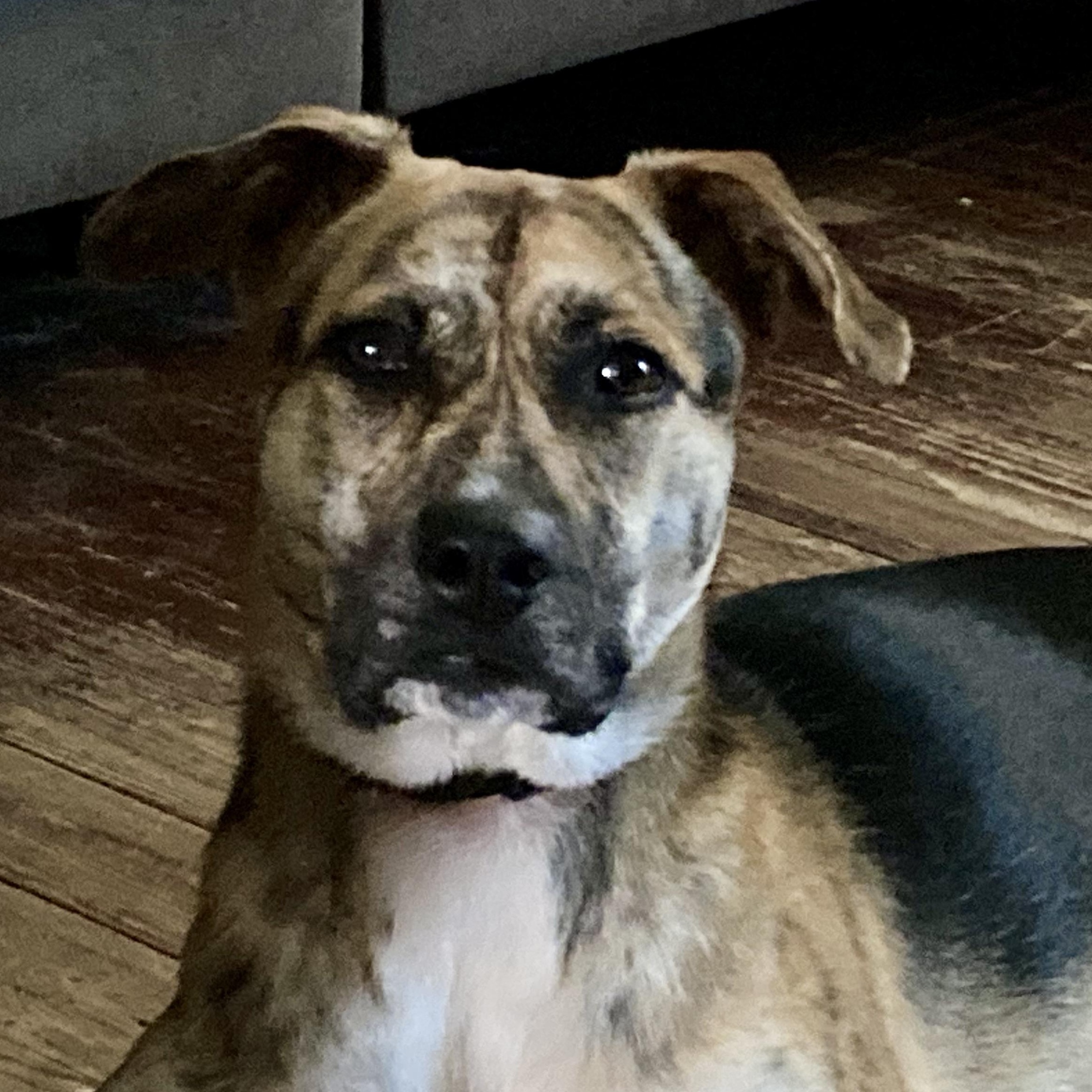 Piper, Adoptable, Young Female German Shepherd Dog.