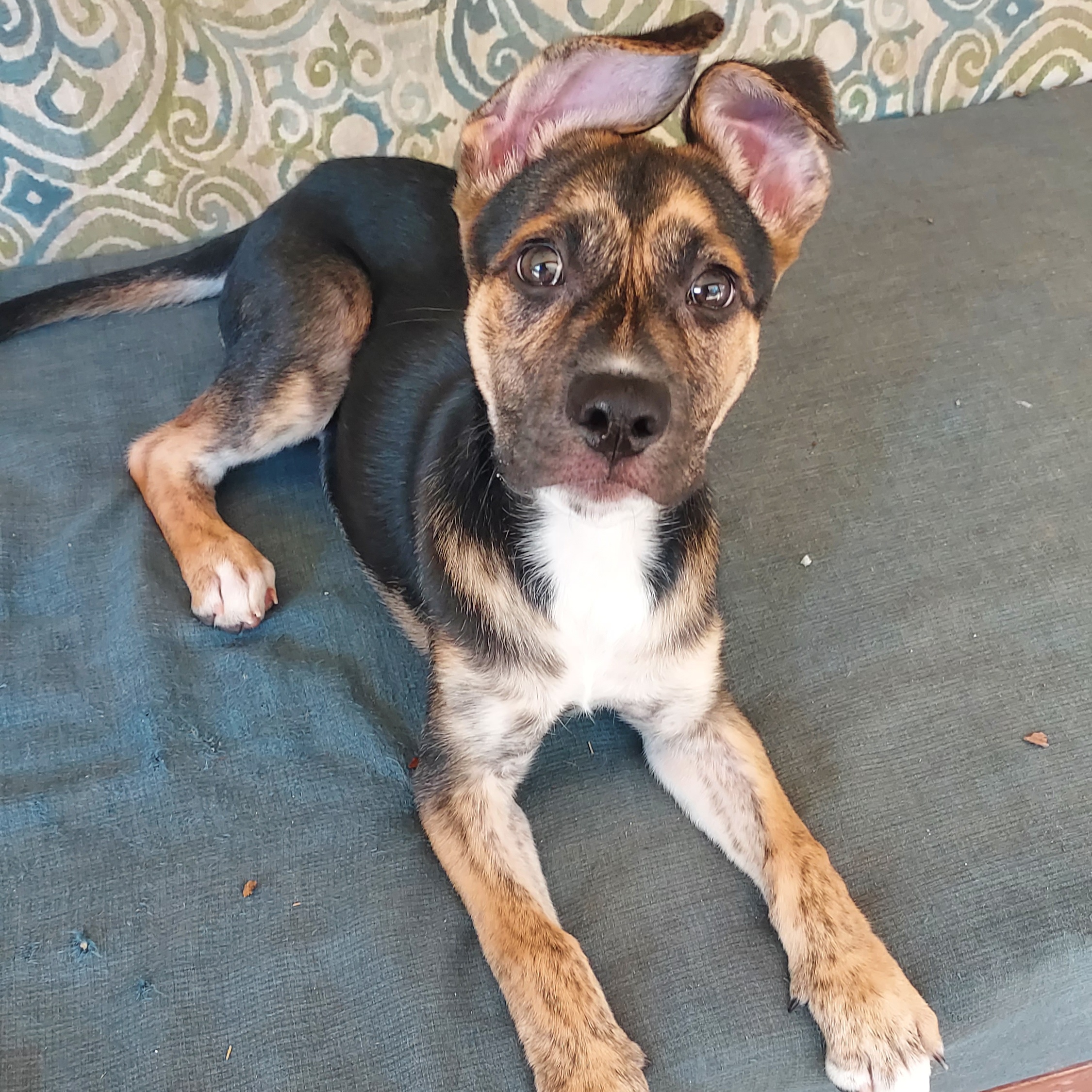 Piper, a Adoptable mixed breed in Houston, TX image 4/5