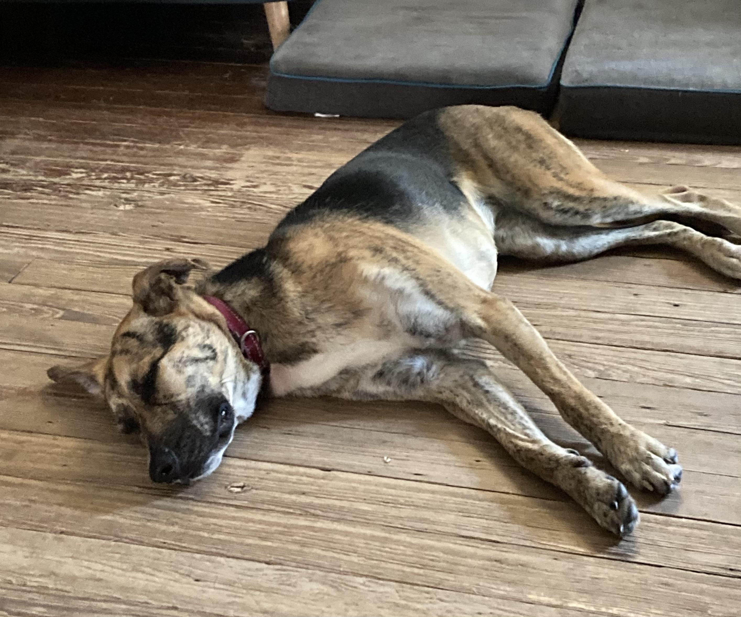 Piper, a Adoptable mixed breed in Houston, TX image 3/5