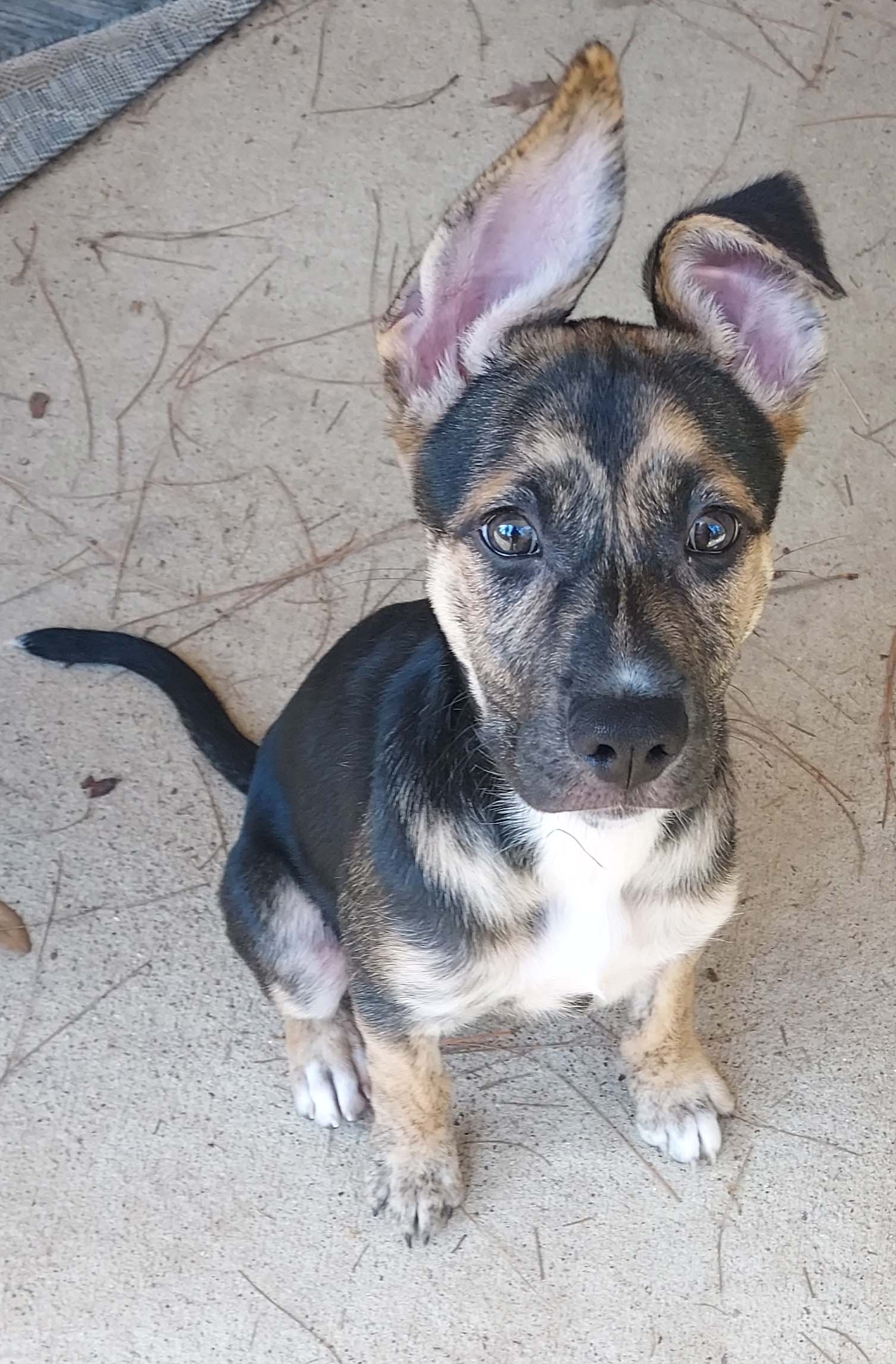 Piper, a Adoptable mixed breed in Houston, TX image 5/5