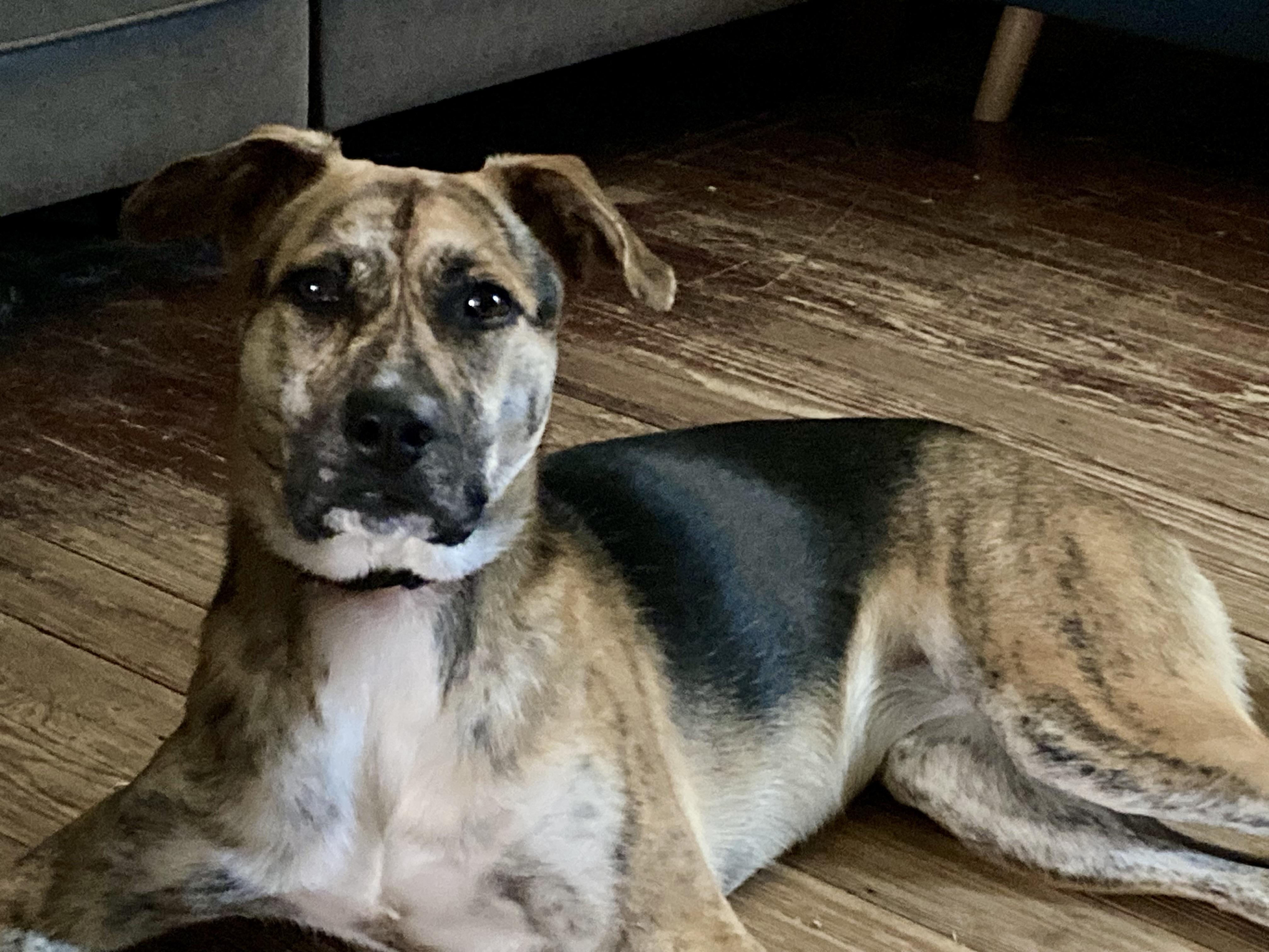 Piper, a Adoptable mixed breed in Houston, TX image 2/5