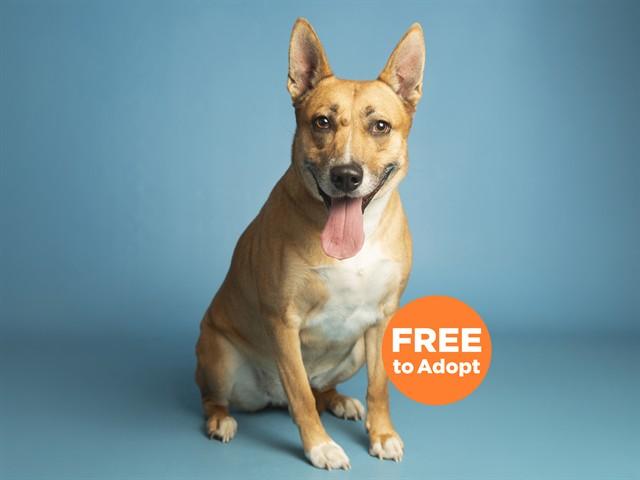 Enlarge CINNAMON, a Adoptable mixed breed in Phoenix, AZ image 1/1