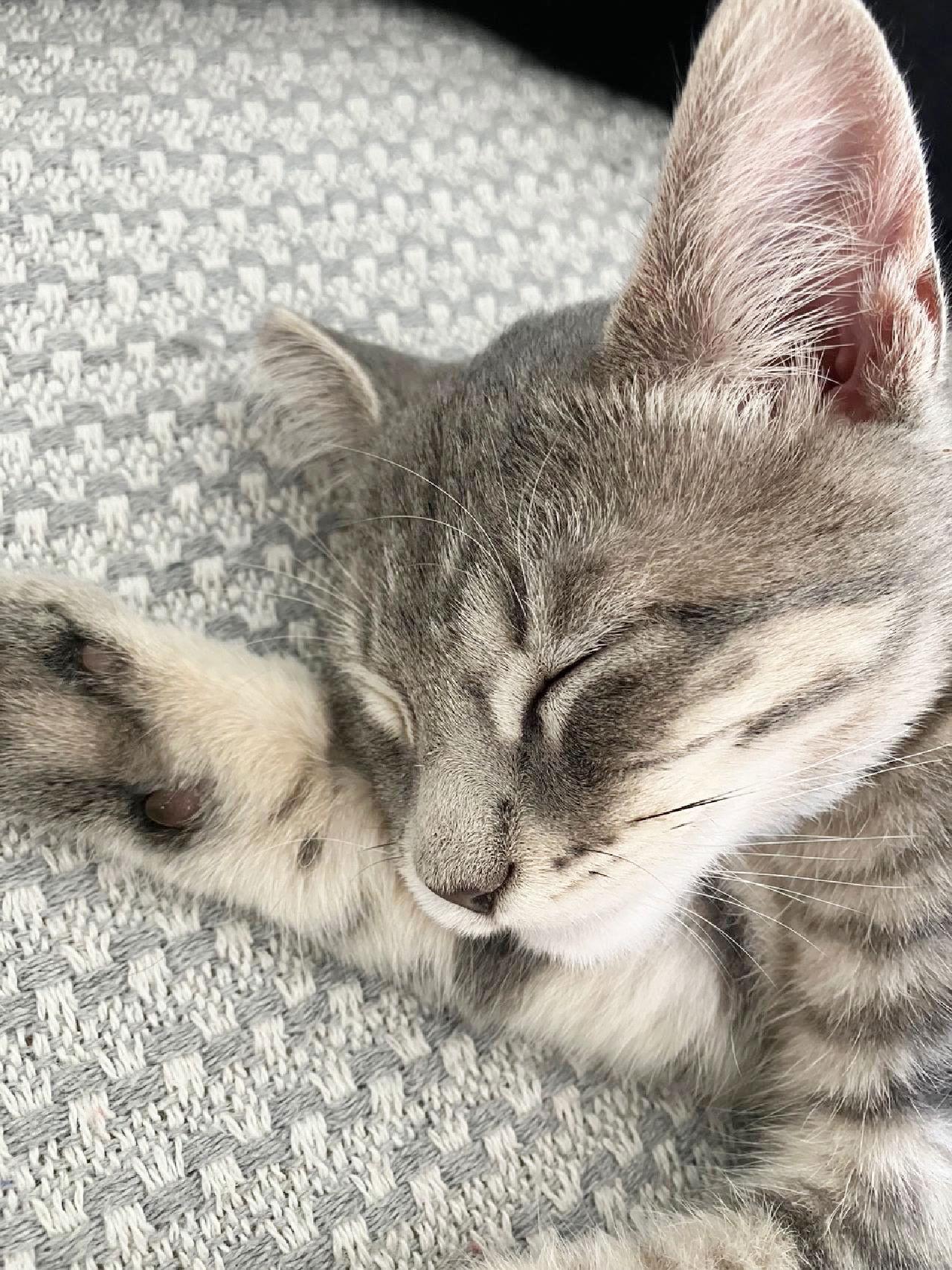 Enlarge Grazie, a Adoptable Tabby in Alameda, CA image 1/3