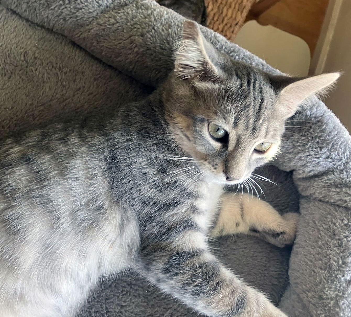 Enlarge Grazie, a Adoptable Tabby in Alameda, CA image 3/3