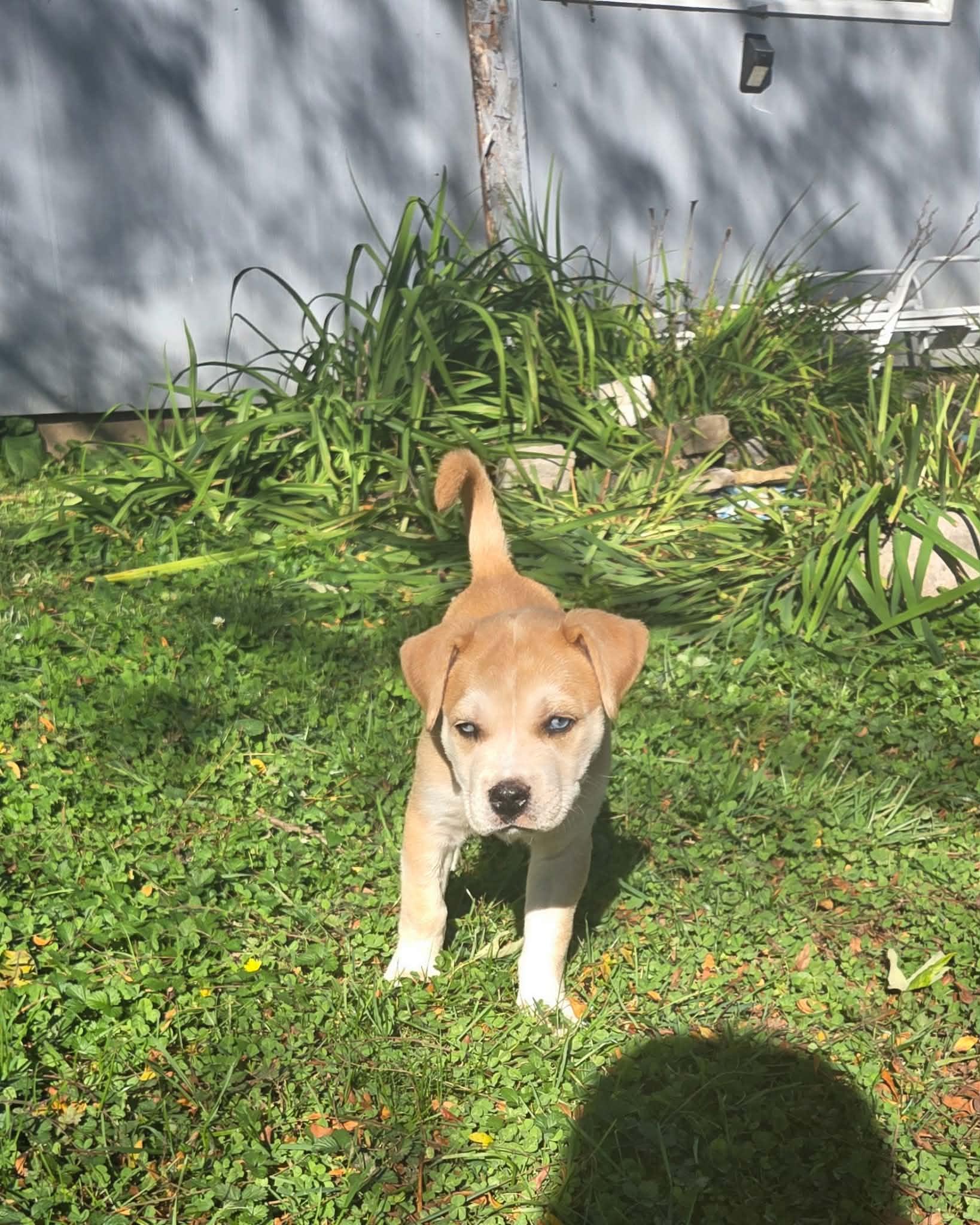 Enlarge Columbia, a Adoptable mixed breed in South Elgin, IL image 3/4