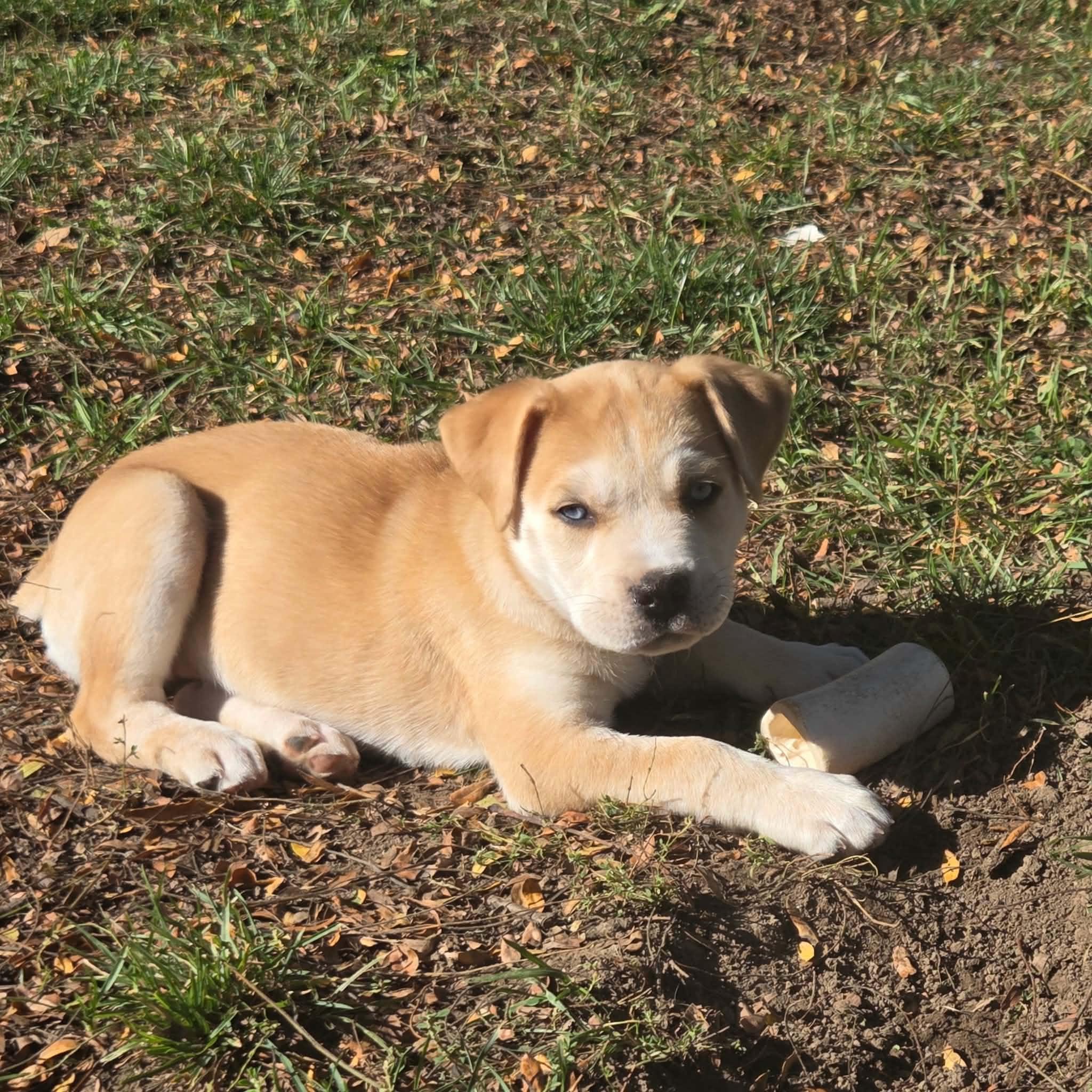 Enlarge Columbia, a Adoptable mixed breed in South Elgin, IL image 4/4