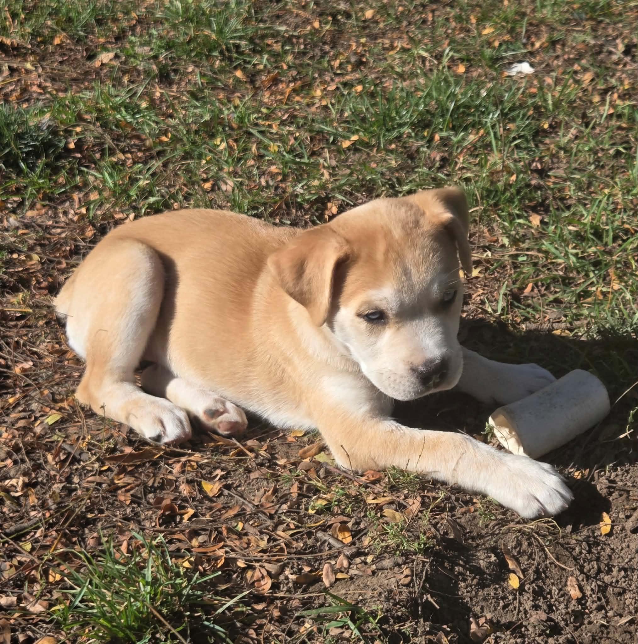 Enlarge Columbia, a Adoptable mixed breed in South Elgin, IL image 2/4