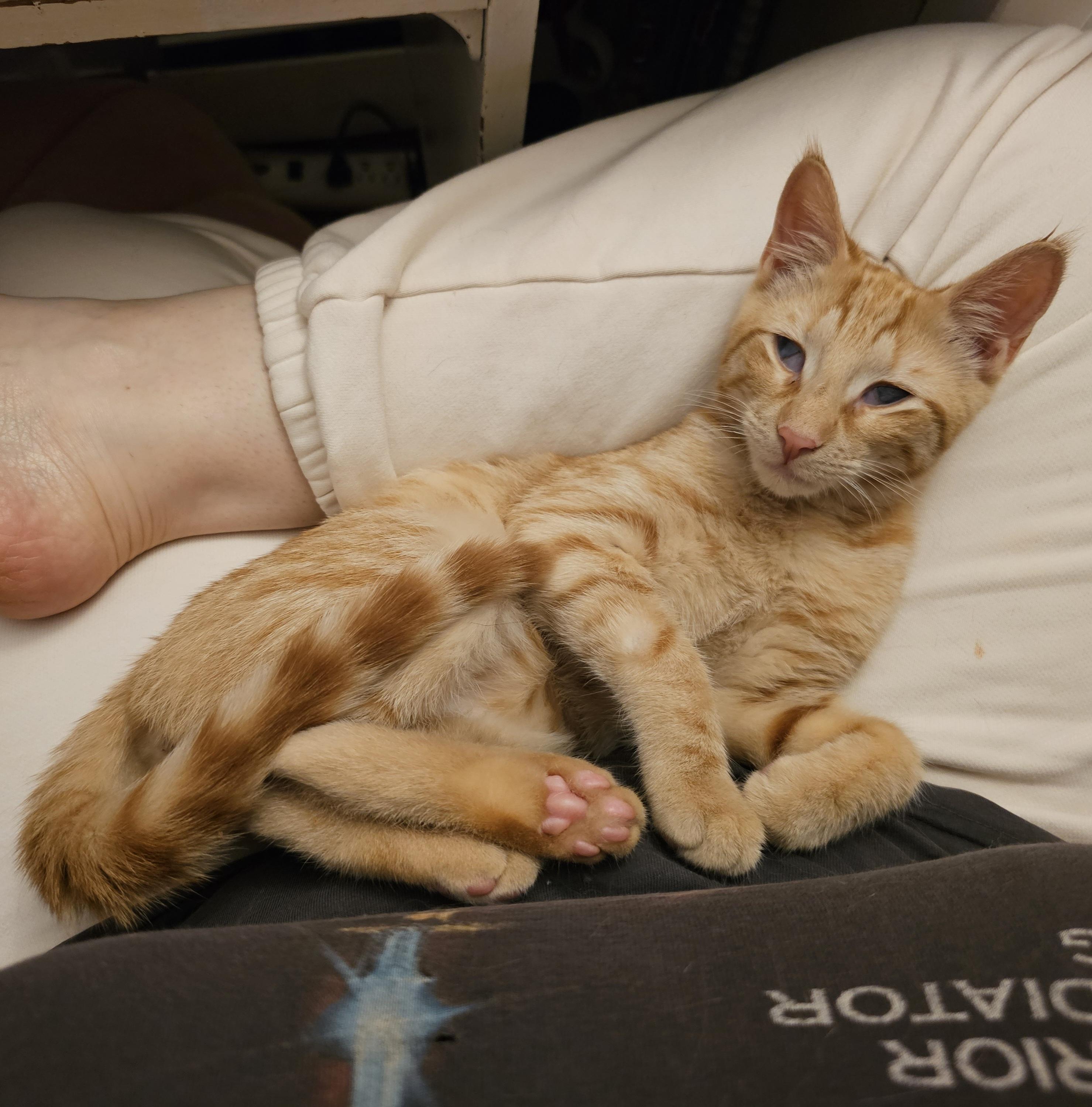 Enlarge Peach, an adoptable Domestic Short Hair in Ridgefield, CT image 4/6