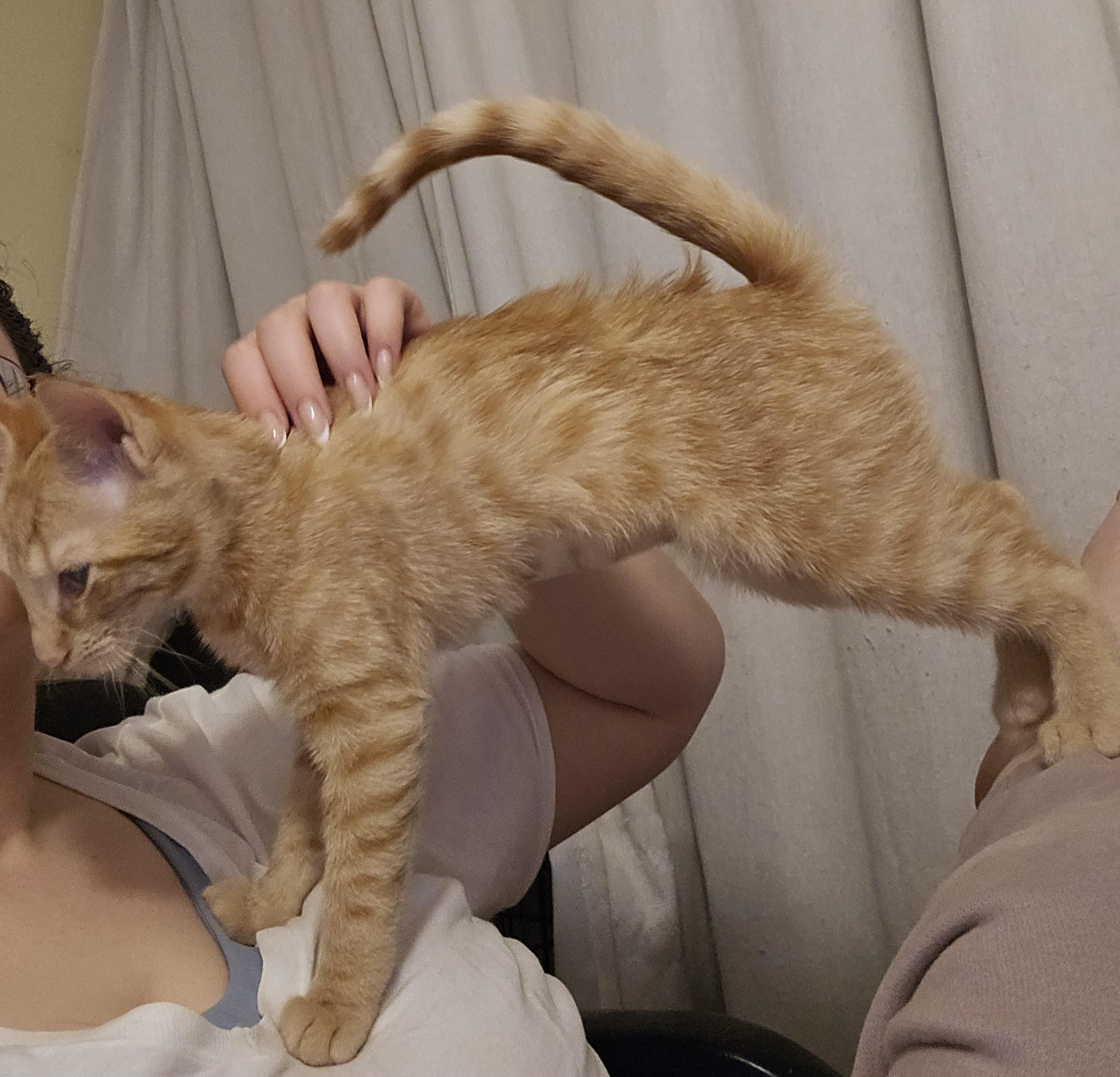 Enlarge Peach, an adoptable Domestic Short Hair in Ridgefield, CT image 5/6