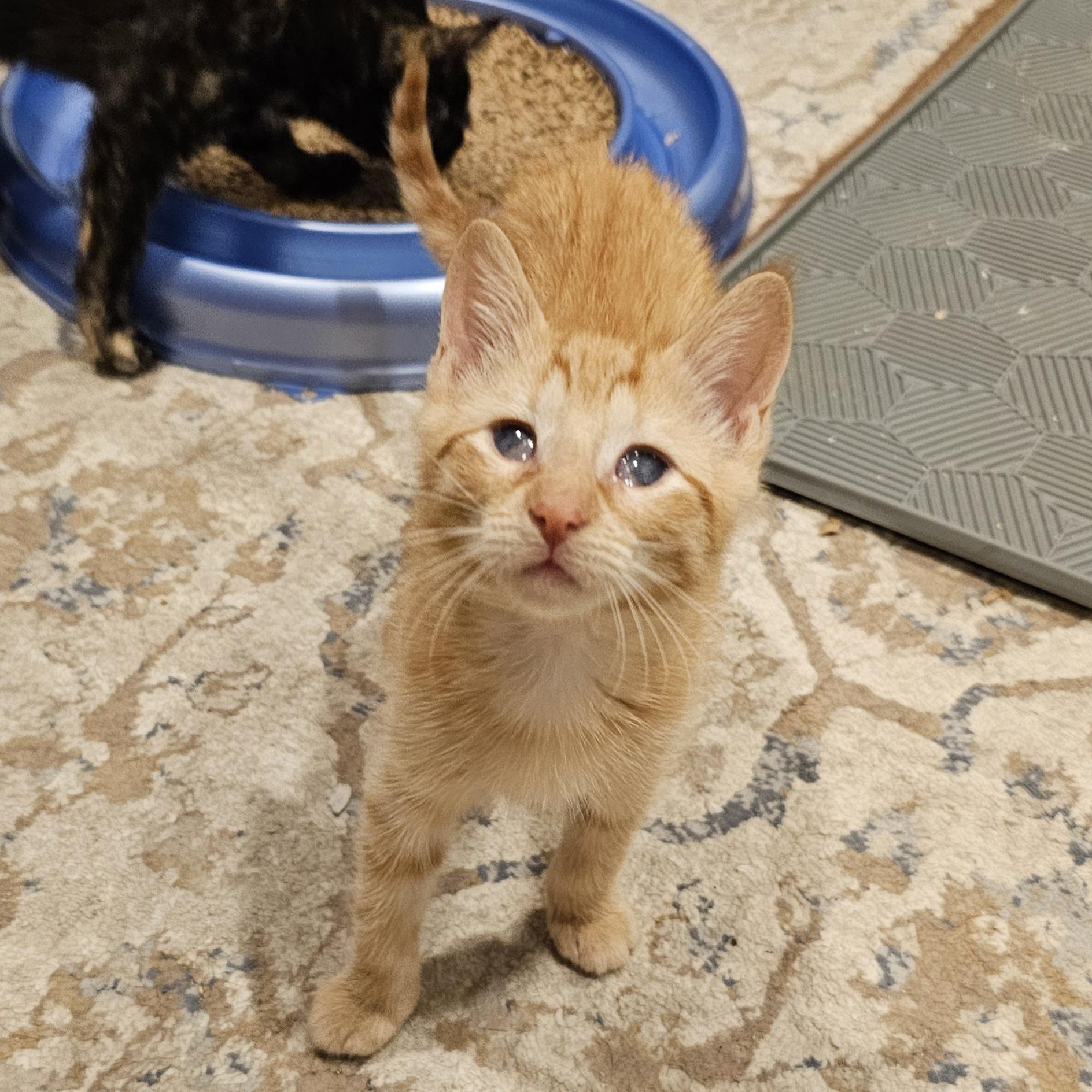 Enlarge Peach, an adoptable Domestic Short Hair in Ridgefield, CT image 3/6