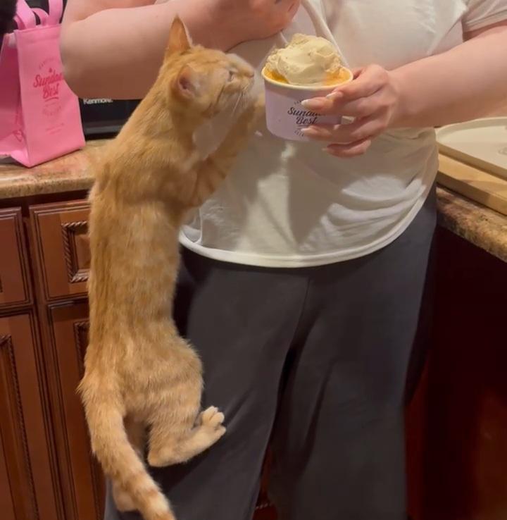 Enlarge Peach, an adoptable Domestic Short Hair in Ridgefield, CT image 1/6