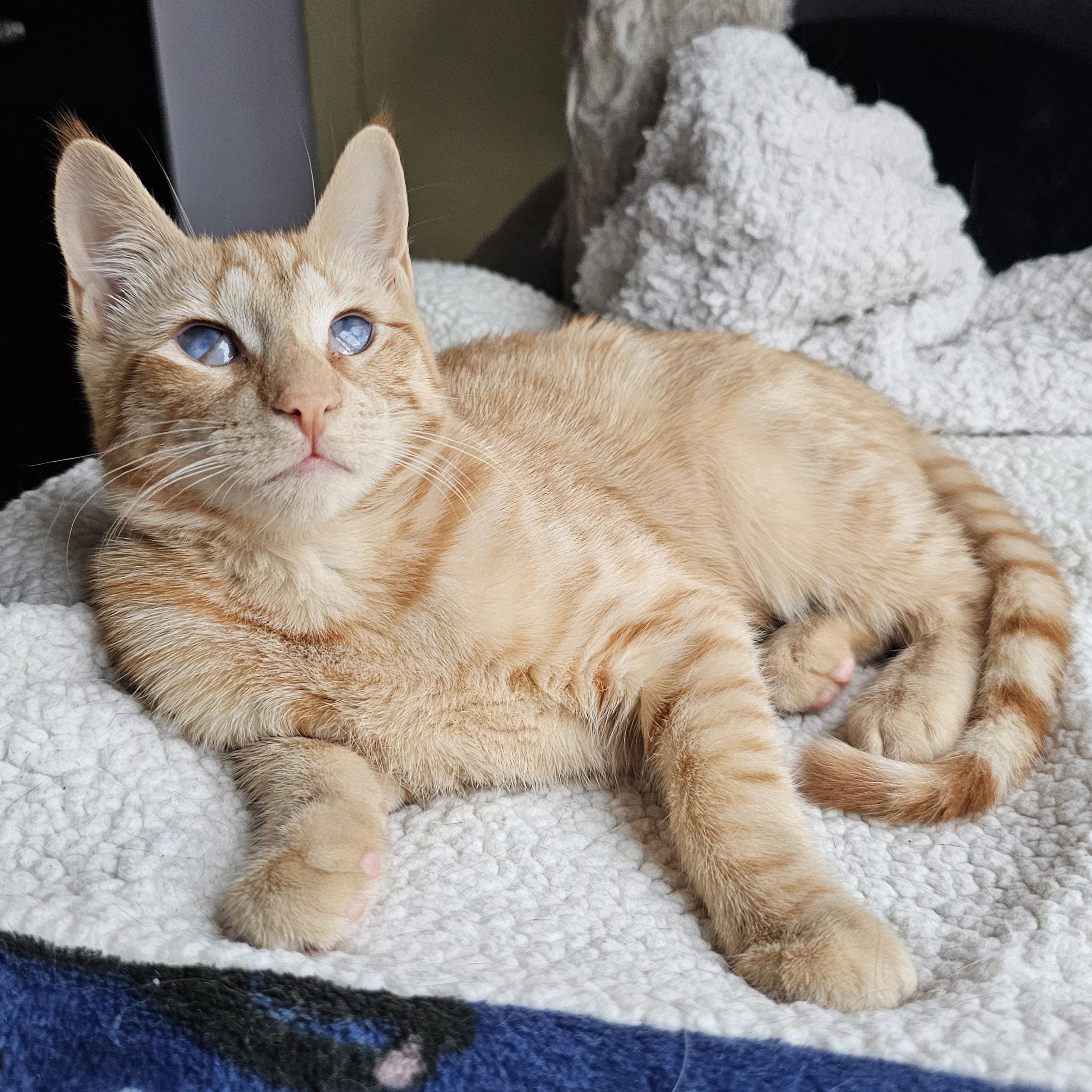 Enlarge Peach, an adoptable Domestic Short Hair in Ridgefield, CT image 2/6