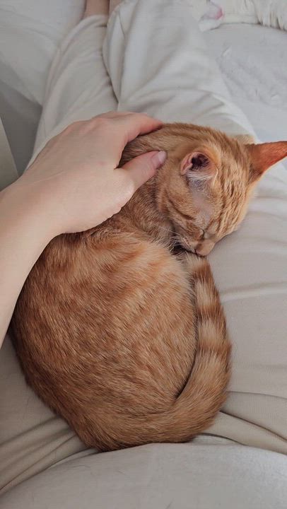 Enlarge Peach, an adoptable Domestic Short Hair in Ridgefield, CT video 6/6