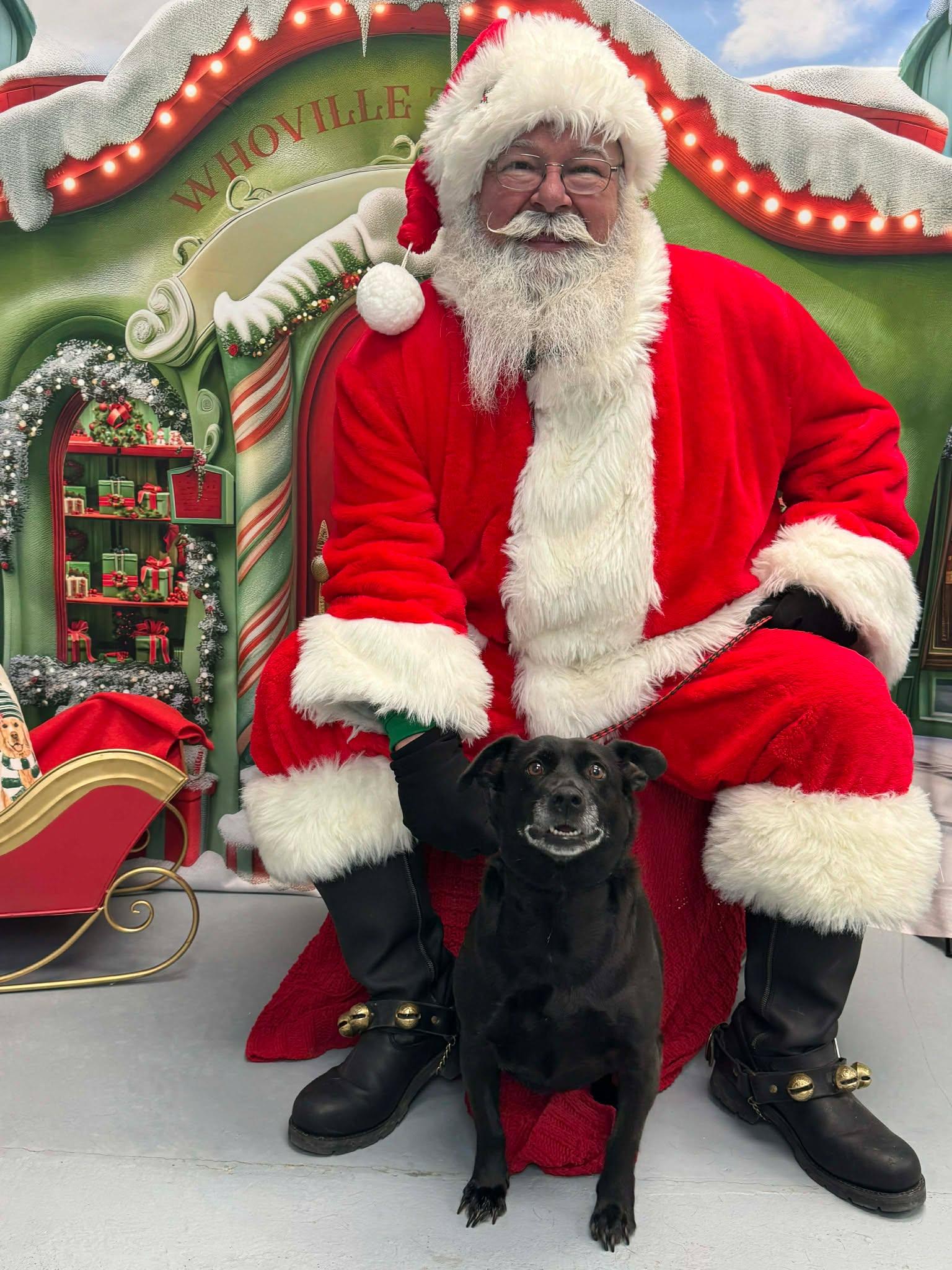 Enlarge Luna Star (Fully Sponsored)( In Foster), a ADOPTABLE Mixed Breed in Leitchfield, KY image 1/2