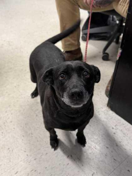 Enlarge Luna Star (Fully Sponsored)( In Foster), a ADOPTABLE Mixed Breed in Leitchfield, KY image 2/2