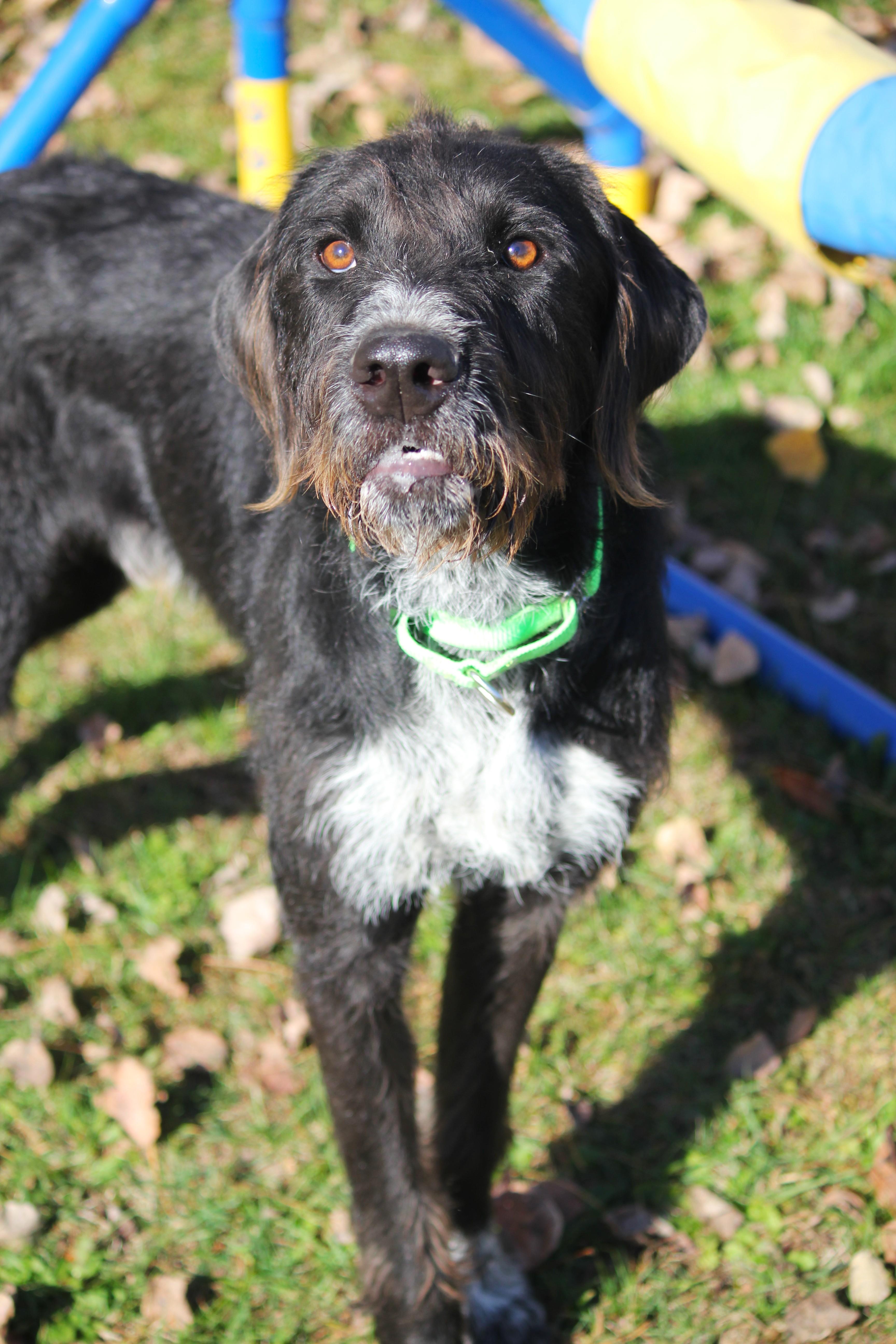 Banks, Adoptable, Adult Male Giant Schnauzer & Standard Poodle.