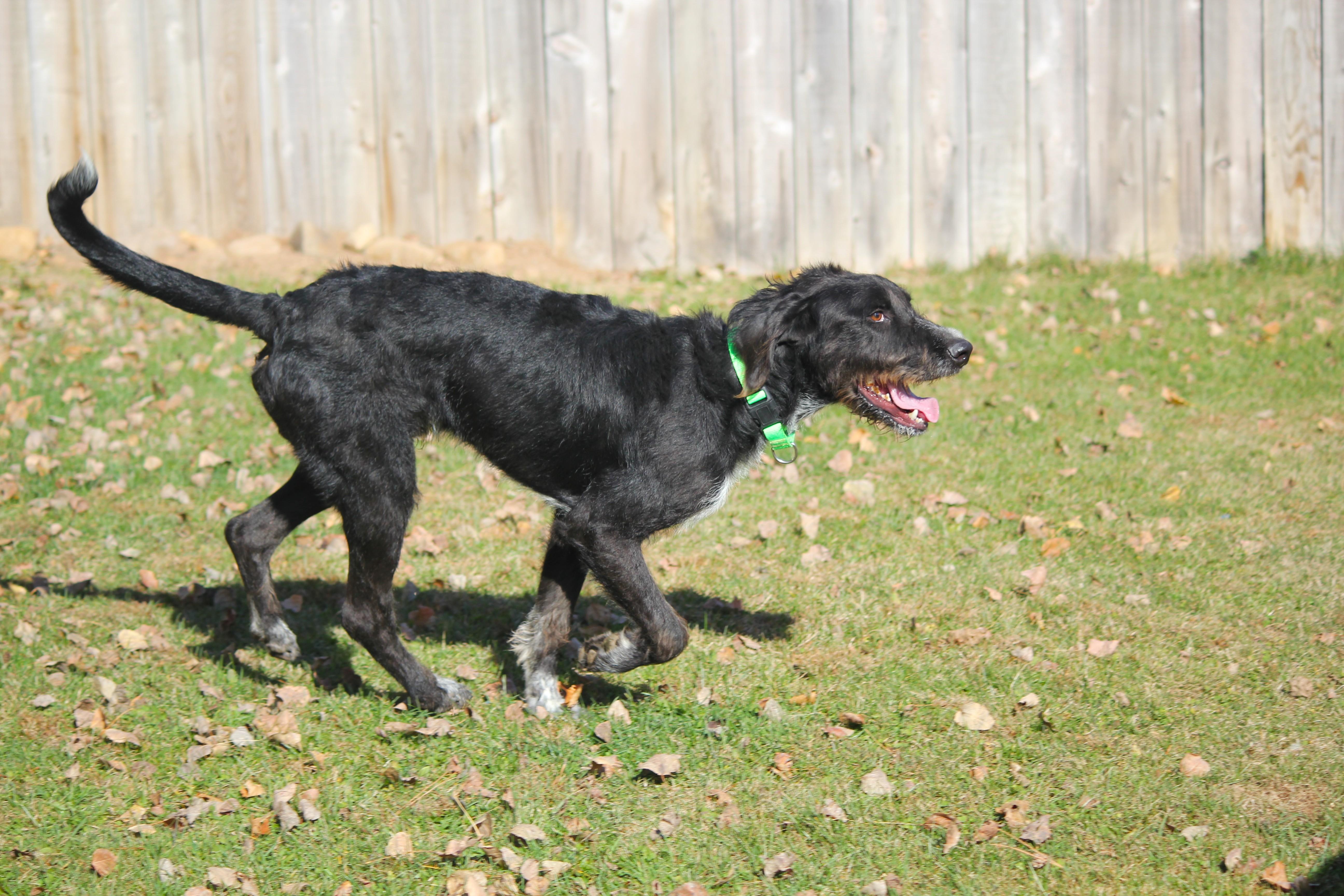 Enlarge Banks, a Adoptable mixed breed in Hayward, WI image 3/3