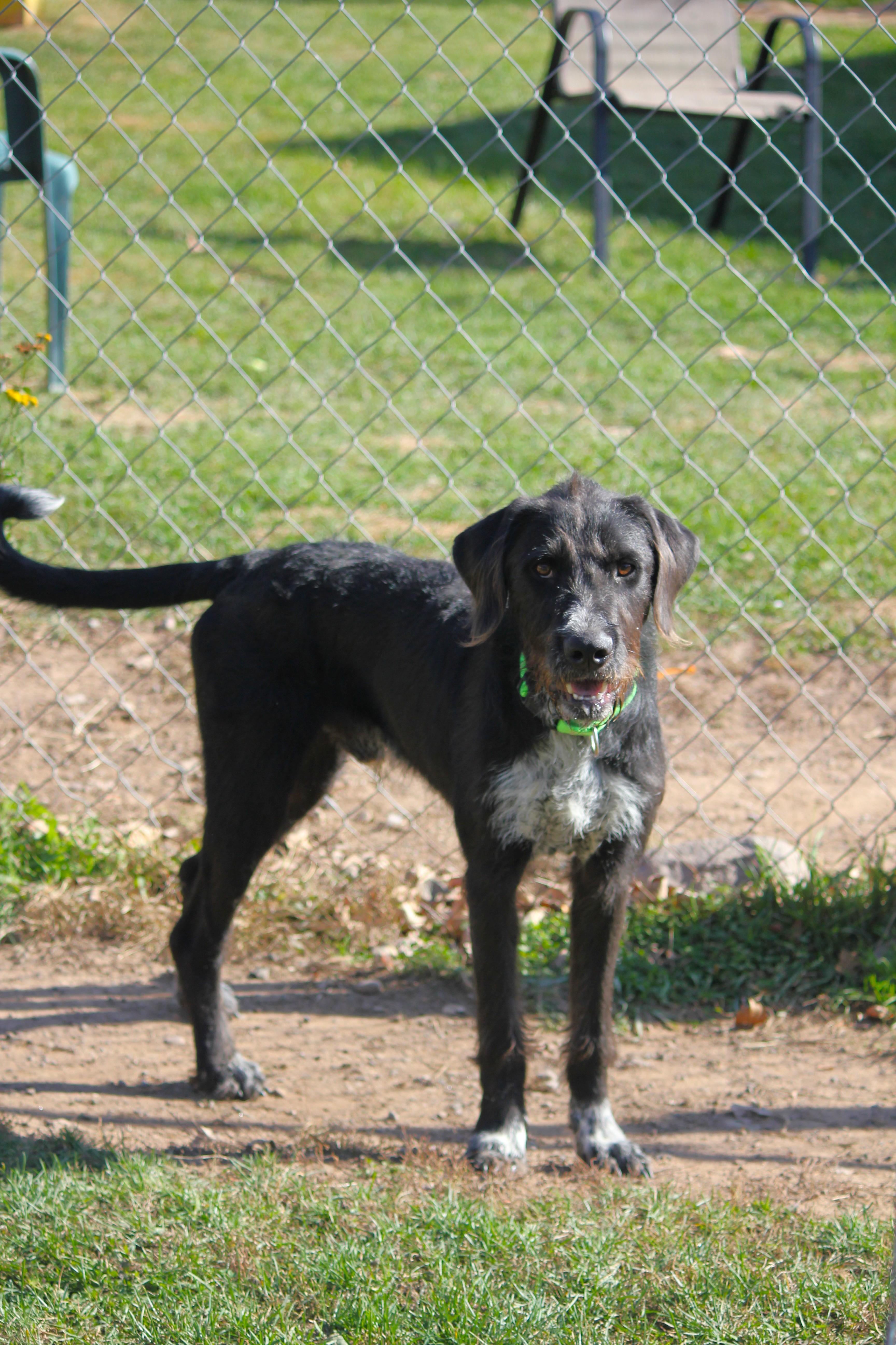 Enlarge Banks, a Adoptable mixed breed in Hayward, WI image 2/3