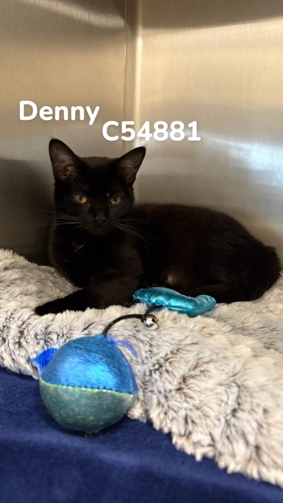 Denny, Adoptable, Young Female Domestic Short Hair.