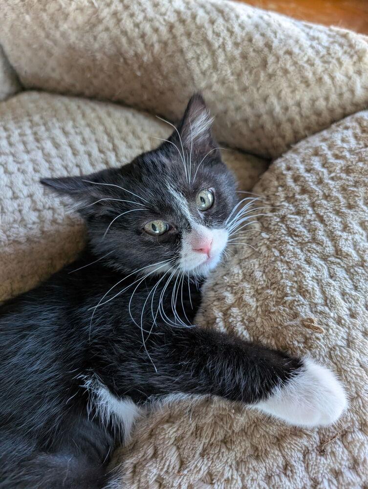 Sugar, Adoptable, Kitten Female Domestic Short Hair.