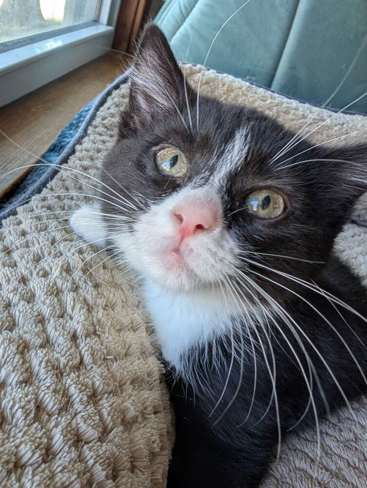 Enlarge Sugar, a Adoptable Domestic Short Hair in Topeka, KS image 2/3