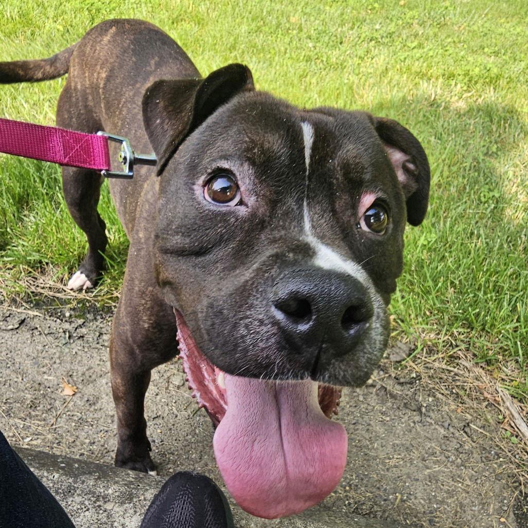 Tank, Adoptable, Adult Male American Staffordshire Terrier & Pit Bull Terrier.