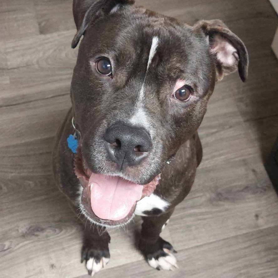 Enlarge Tank, a Adoptable mixed breed in Baltimore, MD image 2/3