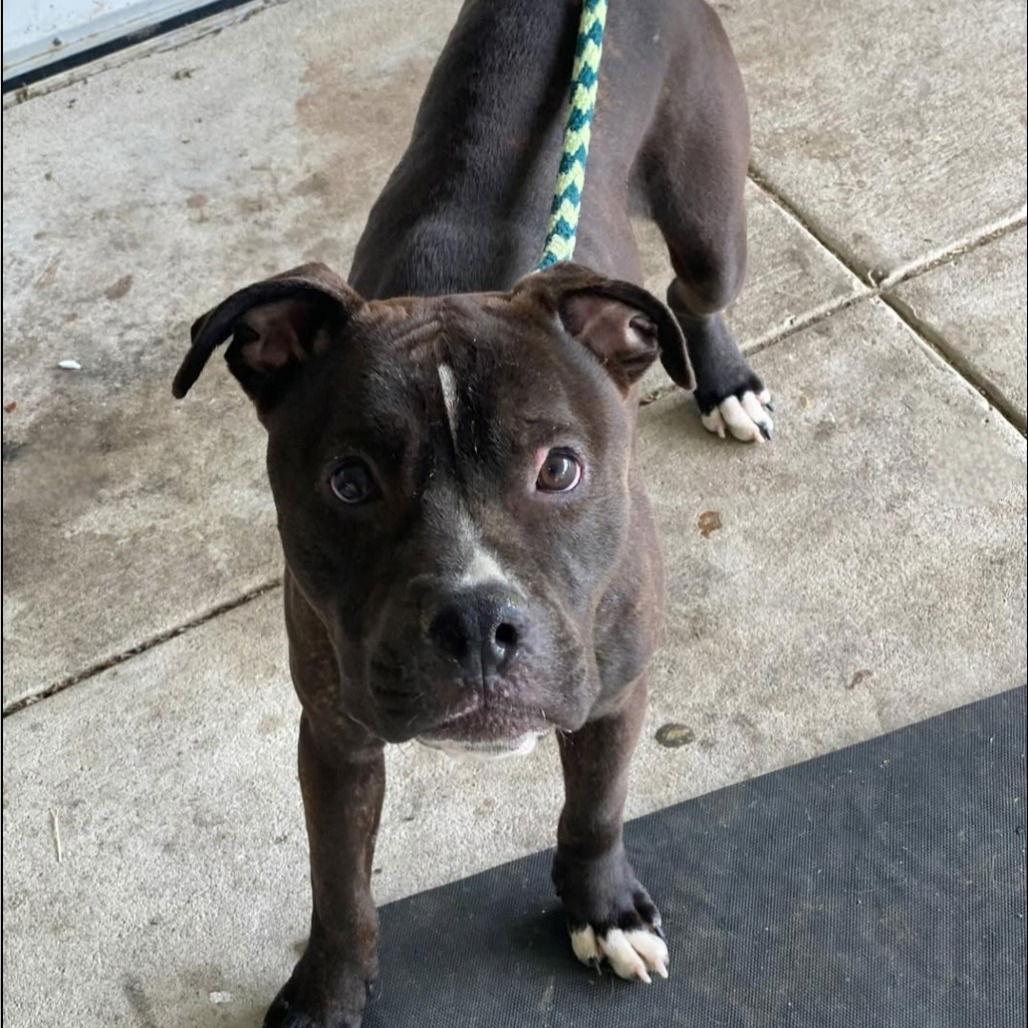 Enlarge Tank, a Adoptable mixed breed in Baltimore, MD image 3/3