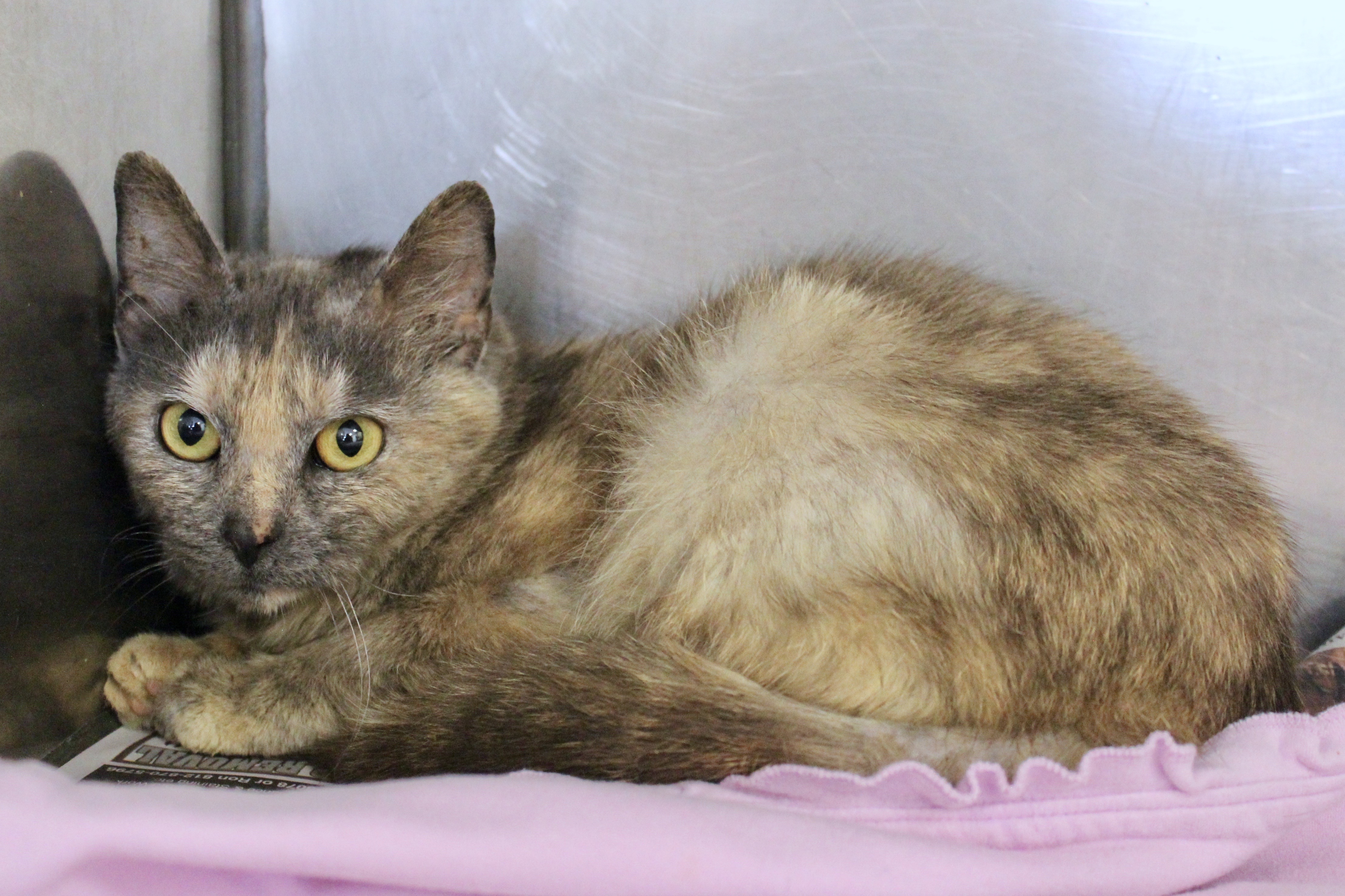 POTPOURRI, a Adoptable mixed breed in Brazil, IN image 6/12