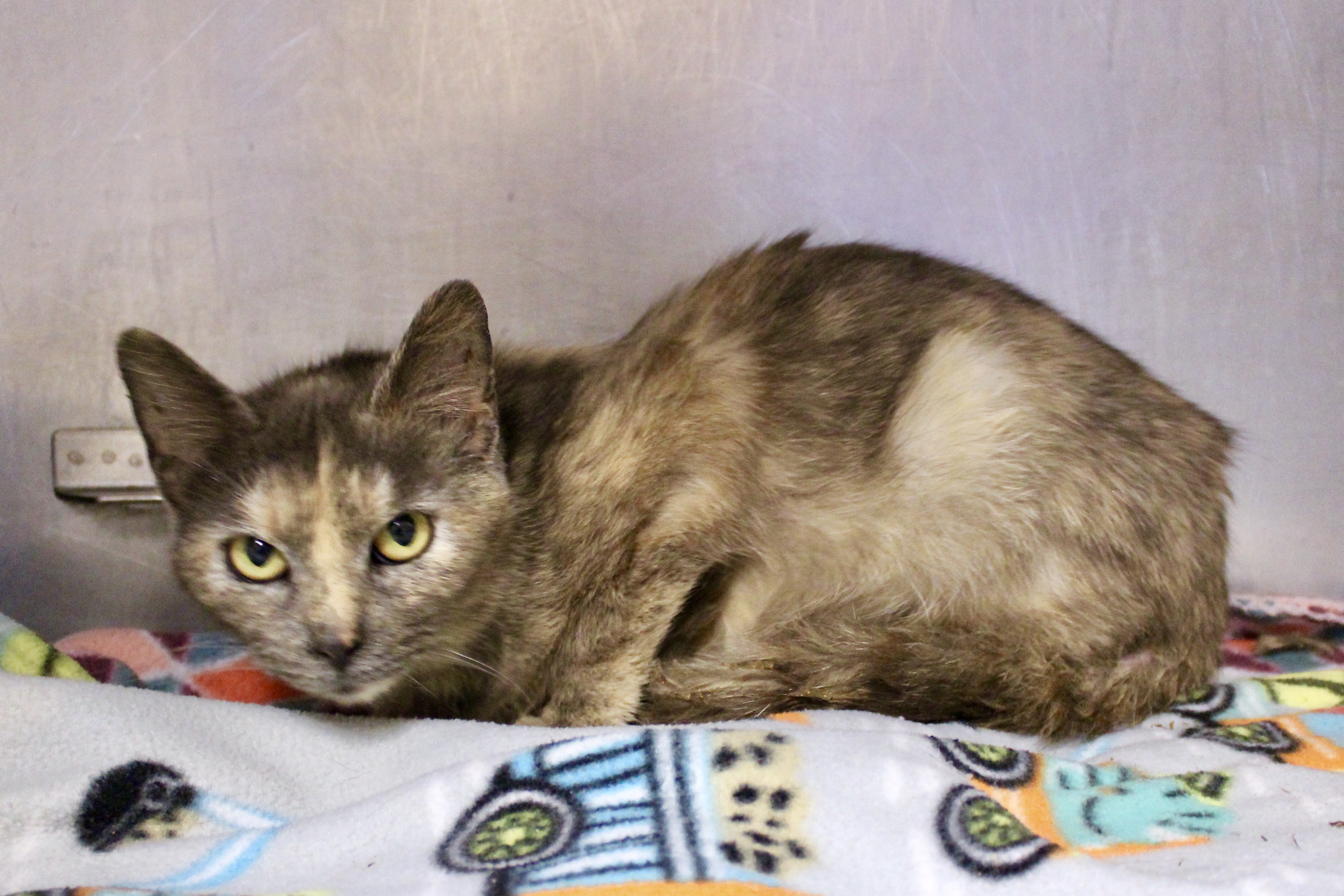 Enlarge POTPOURRI, a Adoptable mixed breed in Brazil, IN image 11/12