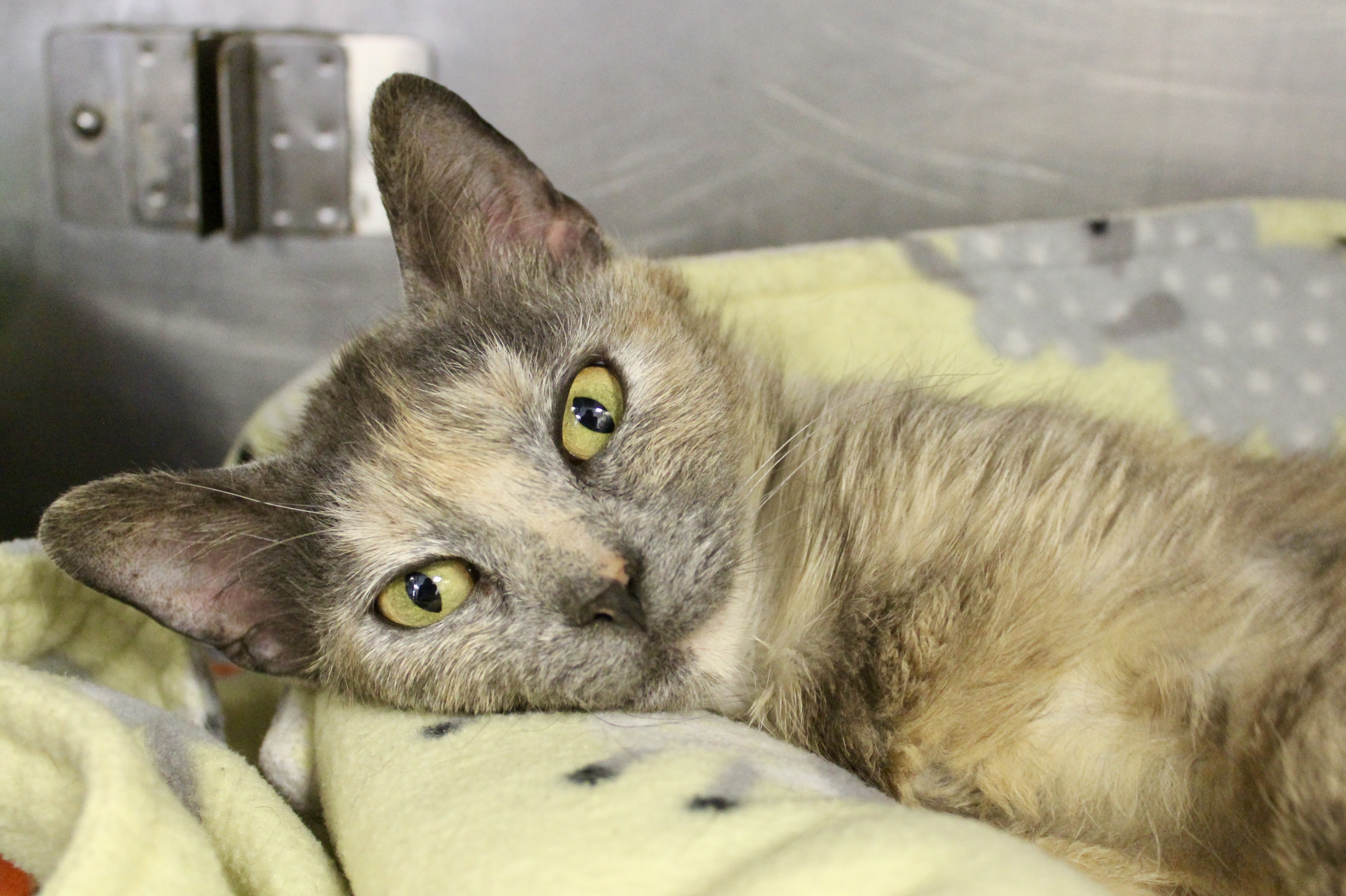 POTPOURRI, Adoptable, Adult Female Domestic Short Hair & Dilute Tortoiseshell.