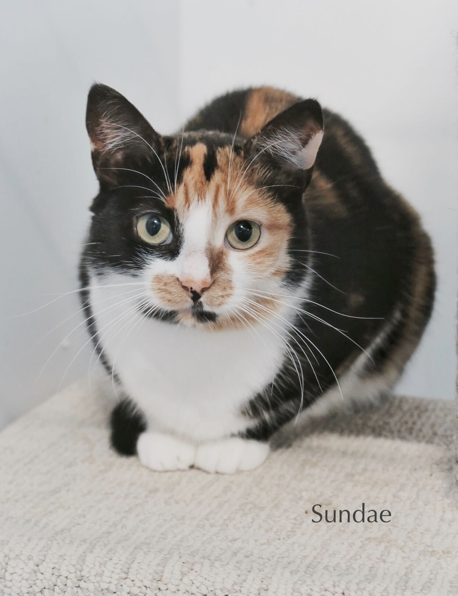 Sundae