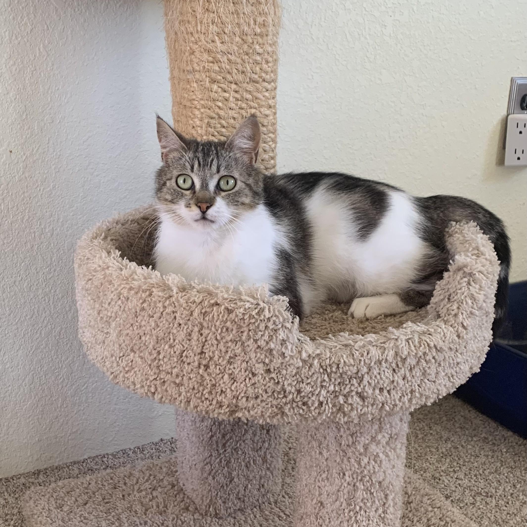 Lacey, Adult Female Domestic Short Hair