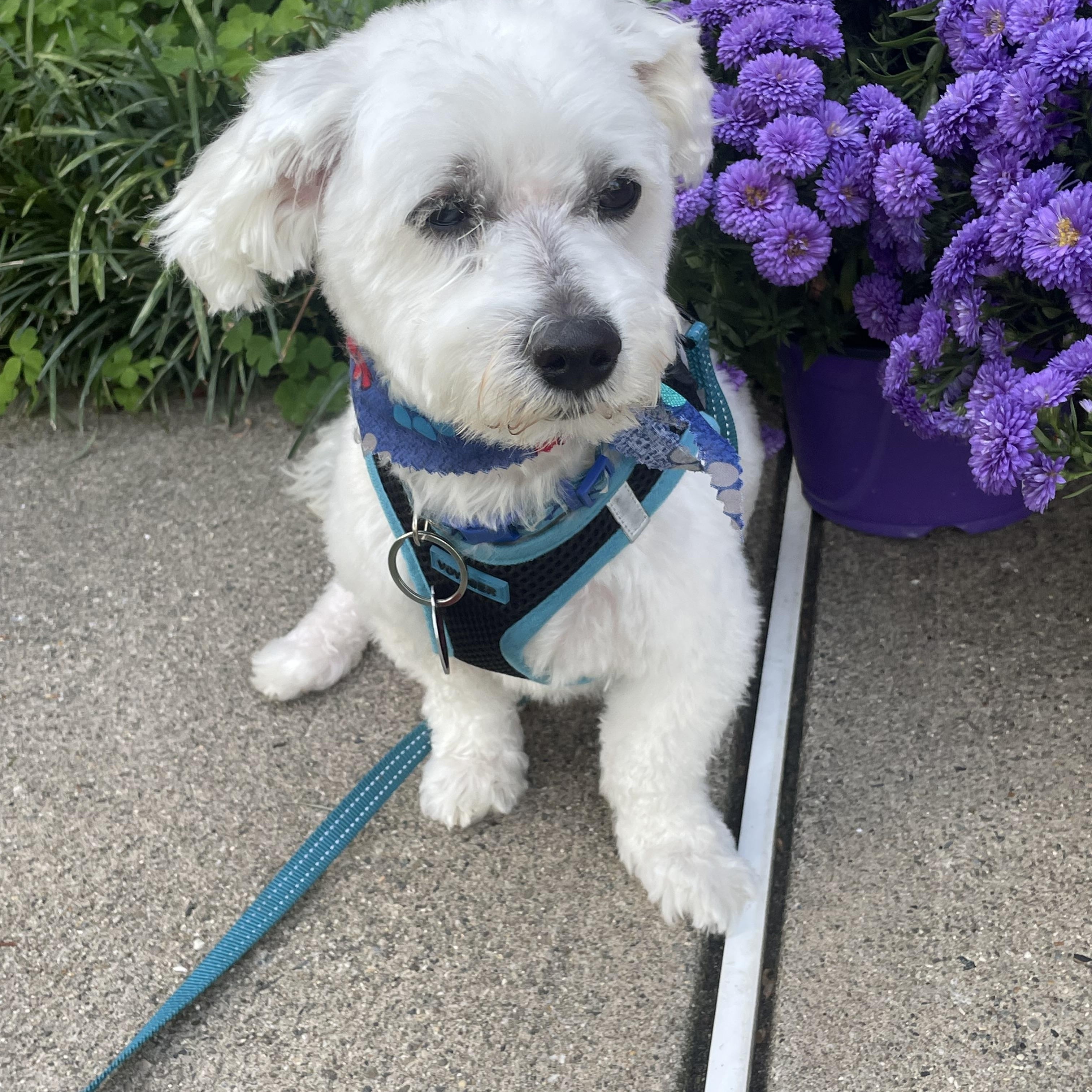 Enlarge Dior, a Adoptable mixed breed in Paramus, NJ image 3/5