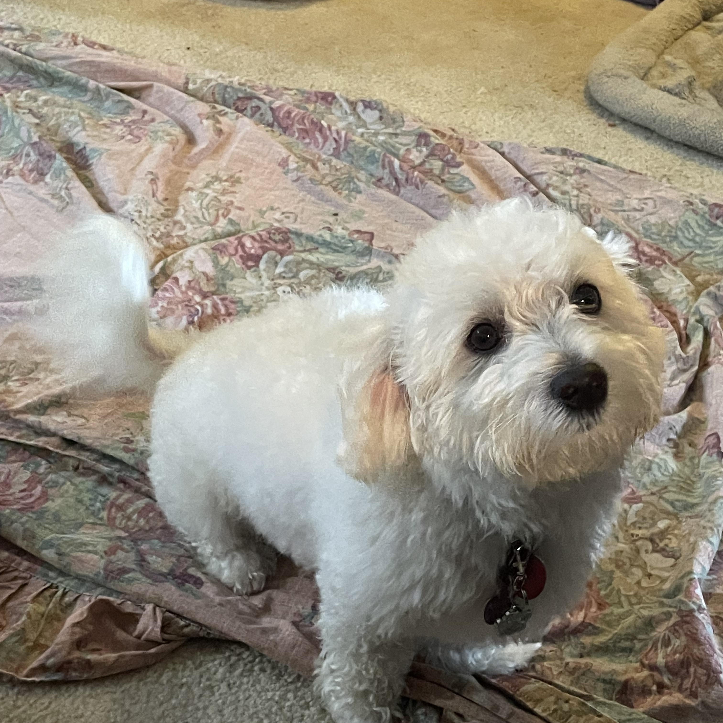 Enlarge Dior, a Adoptable mixed breed in Paramus, NJ image 2/5