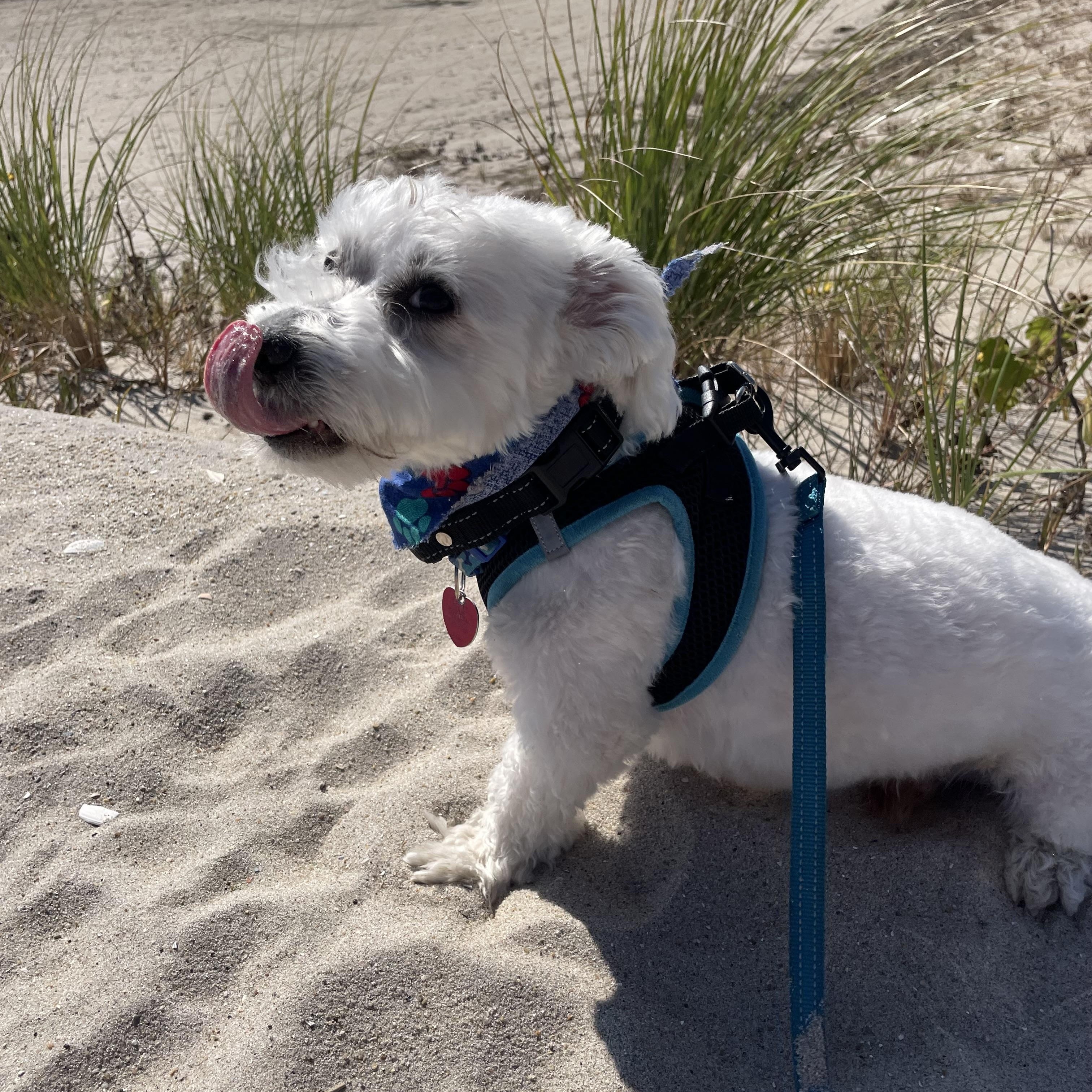 Enlarge Dior, a Adoptable mixed breed in Paramus, NJ image 5/5